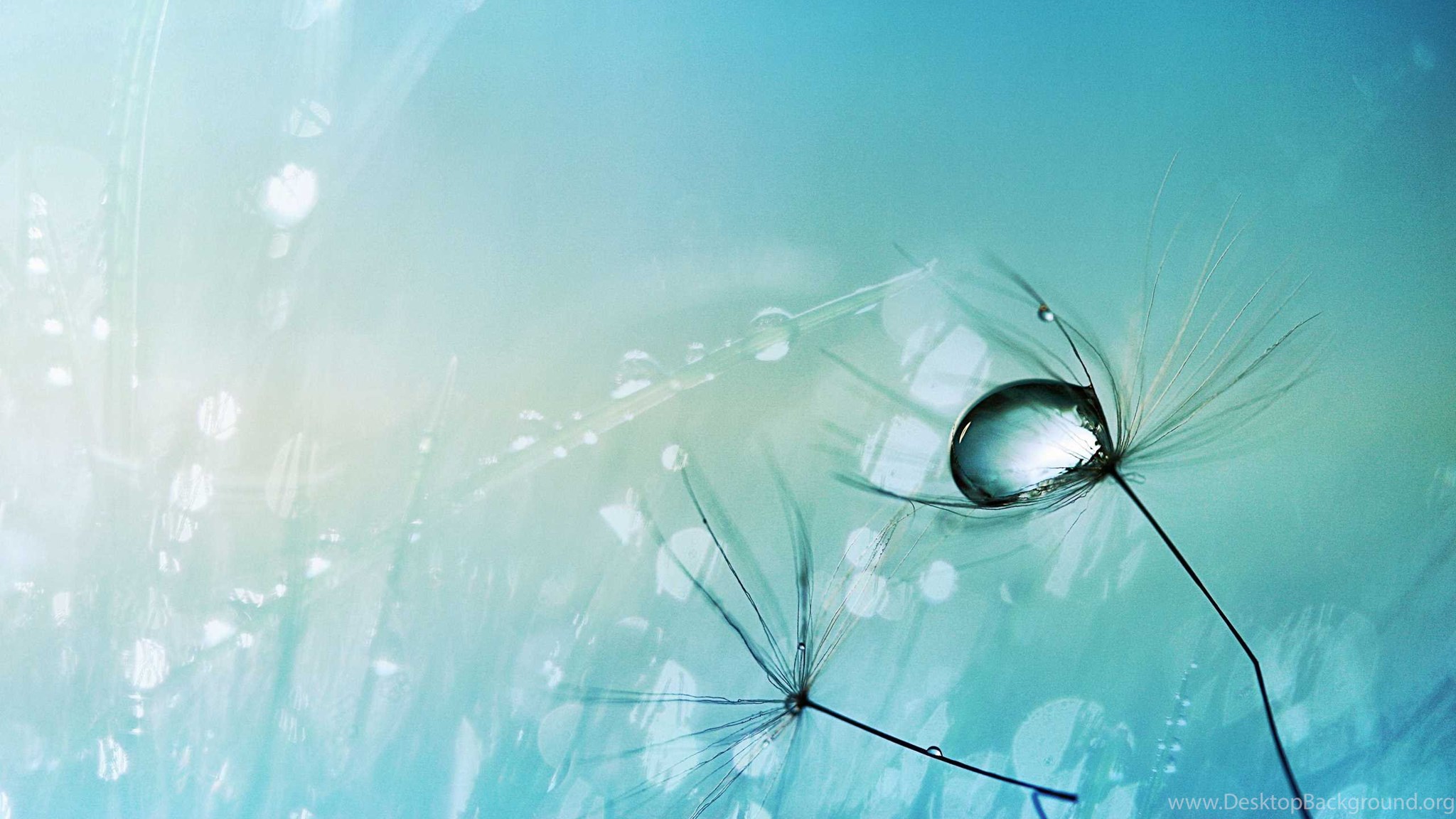Water Drop Wallpapers Dew Drops Hd Wallpapers Desktop Desktop