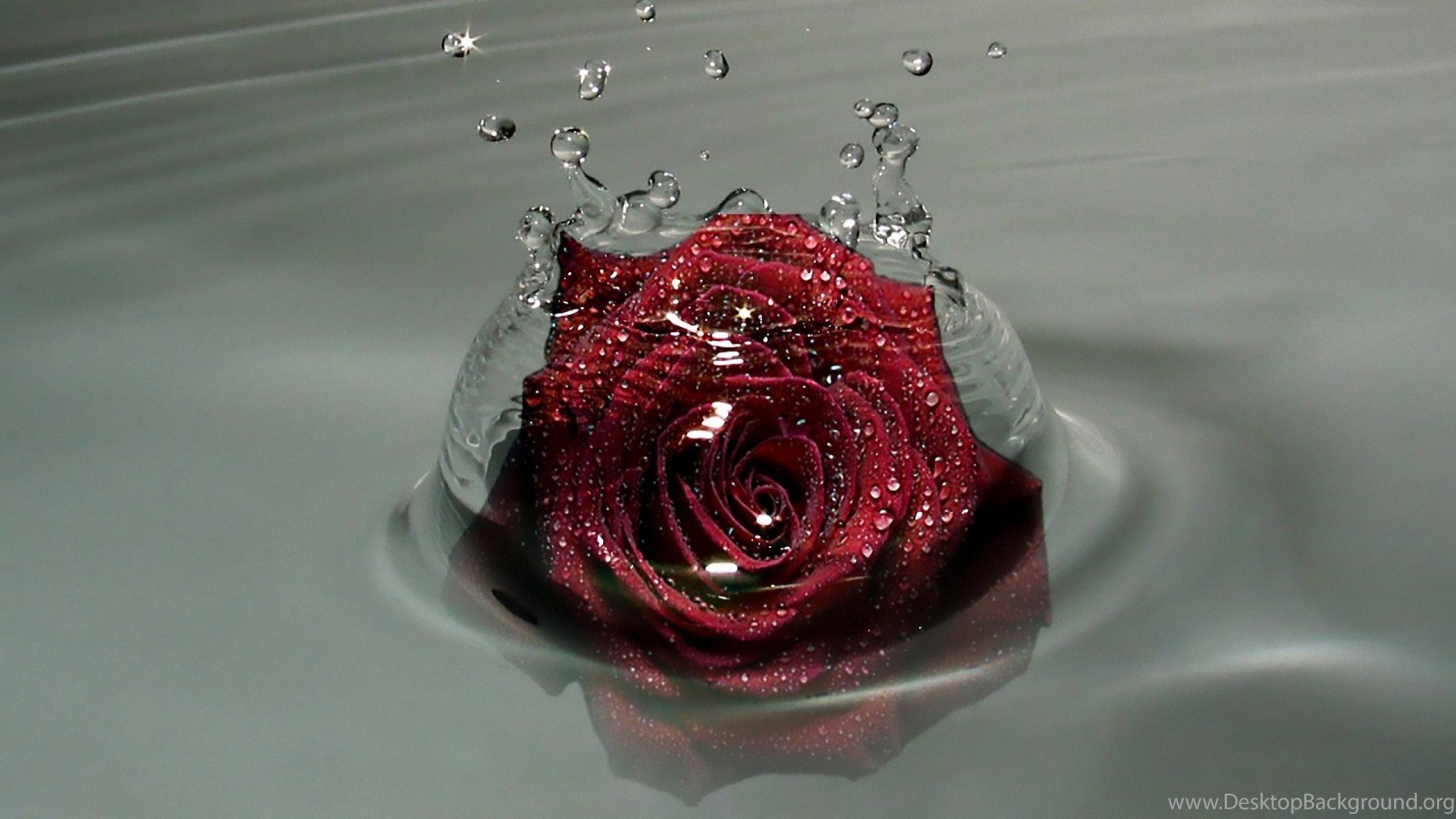 Red Rose In Water Droplets 2560x1440 Hd Wallpapers And Free Stock