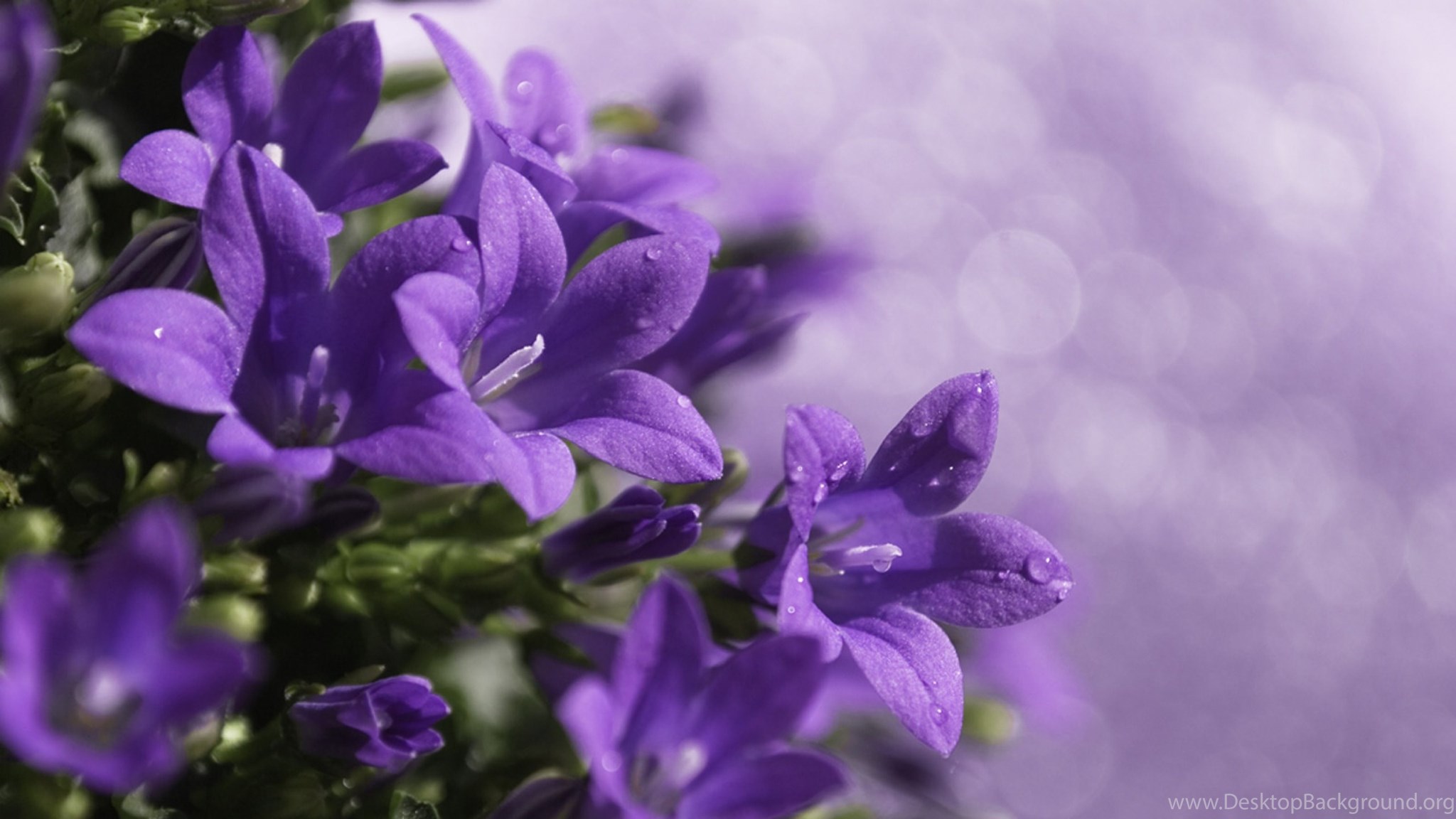 Привлекательный цветок. Колокольчик Кампанула Lilac. Кампанула Лавандовая. Кампанула колокольчик сиреневый. Колокольчик Кампанула фиолетовый.