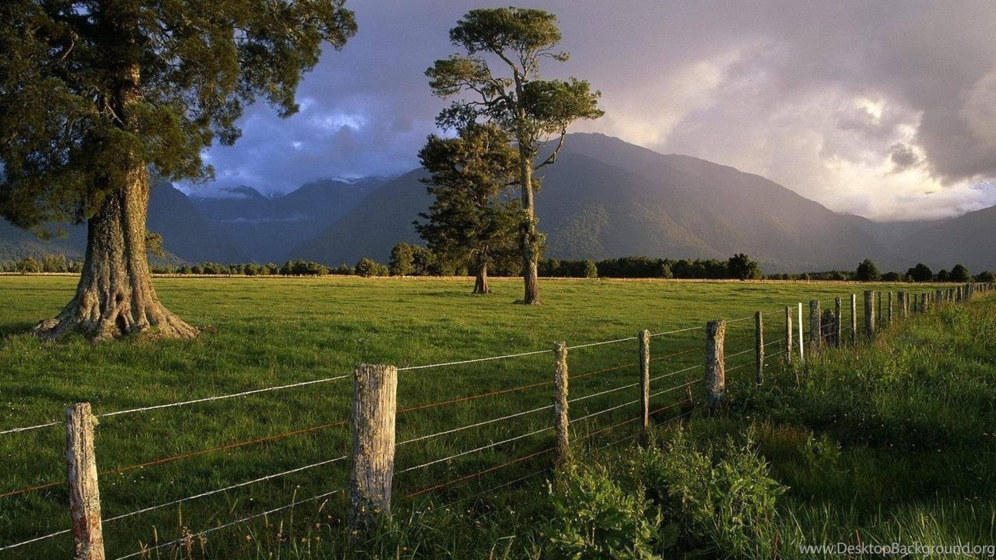 Country wide. Новая Зеландия поля. Новая Зеландия поля горы природа. Новая Зеландия лес. Зеленые поля новой Зеландии.