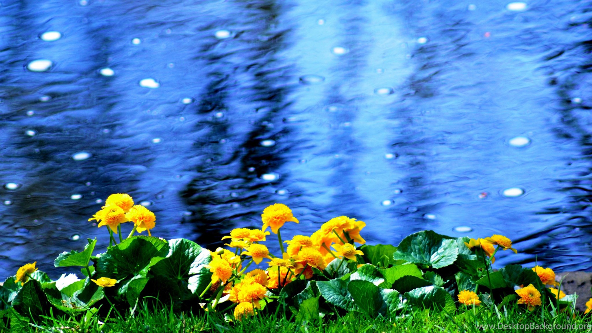 Дождь живая природа. Природа цветы. Живая природа. Цветы у реки. Цветы на воде.