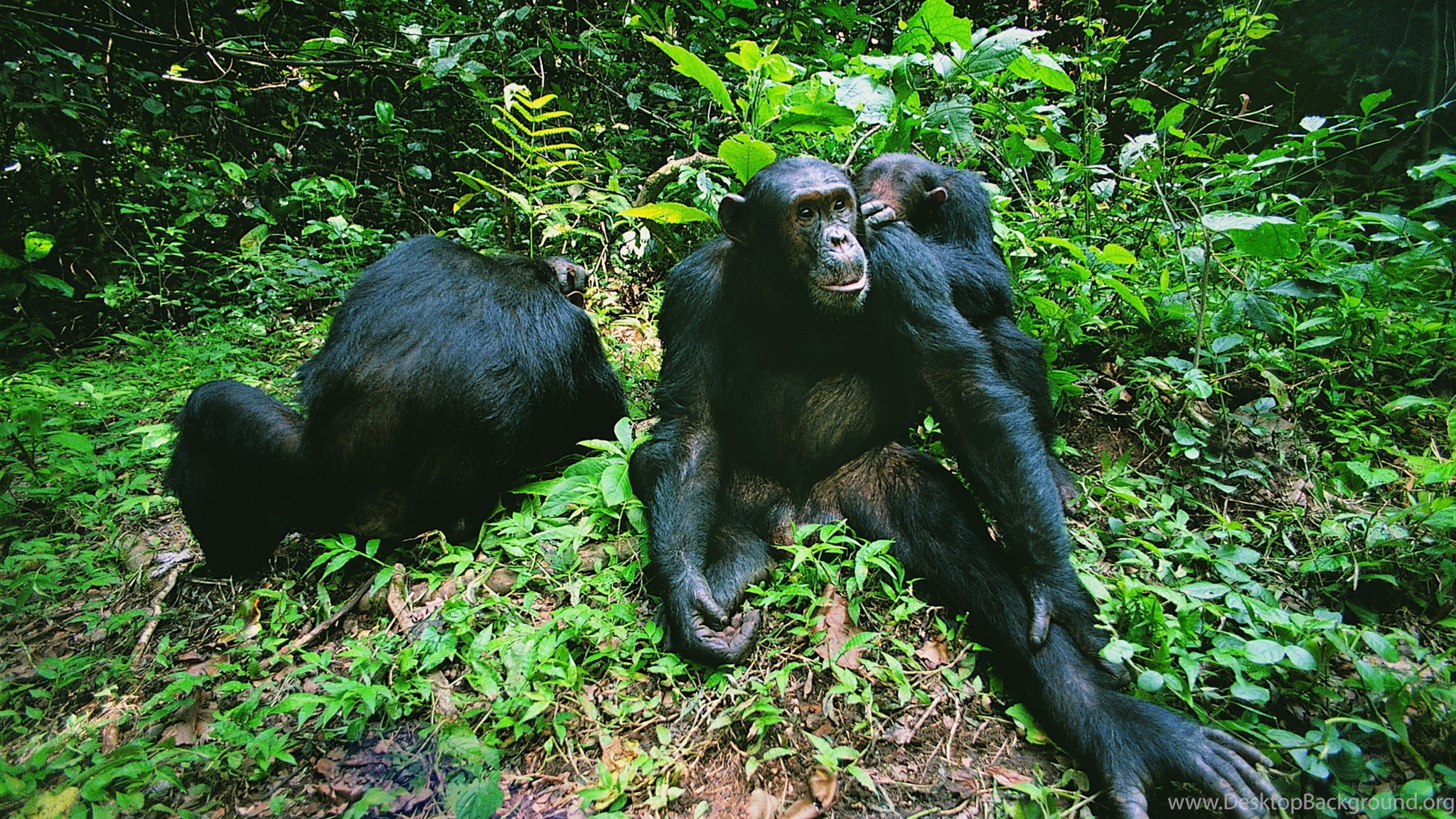 Jungle monkeys. Тропические леса Африки приматы. Джунгли Африки шимпанзе. Обезьяны тропических лесов Африки. Скунсовая горилла.