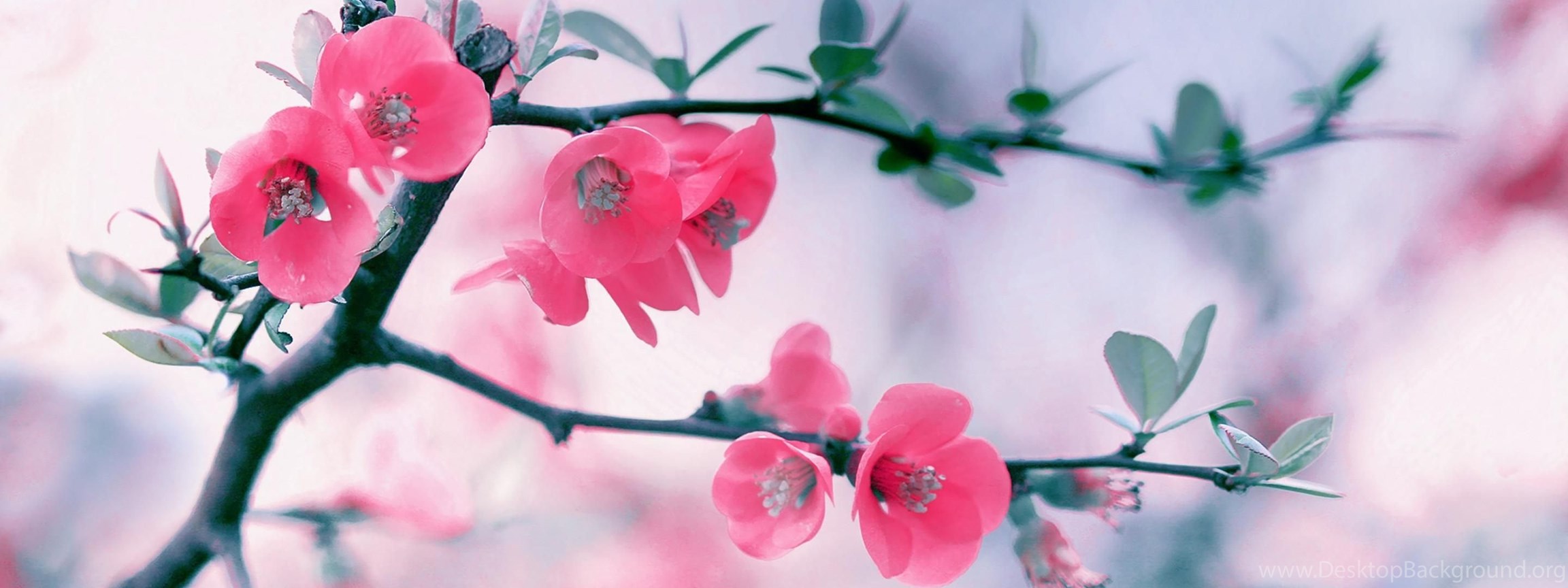 Download Spring Flowers Wallpapers For Desktop 14 Hd Wallpapers Planezen Co...