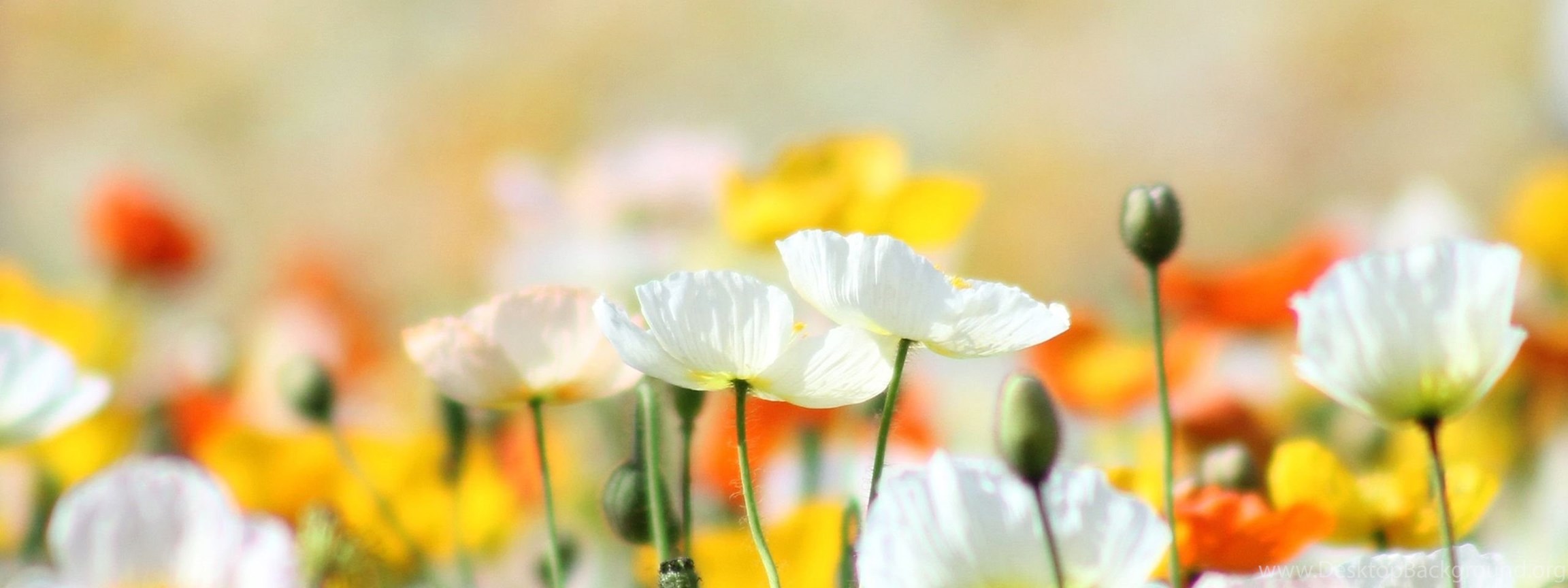 Download Download Wonderful White Flowers Wallpapers 1383 2560x1600 Px High...