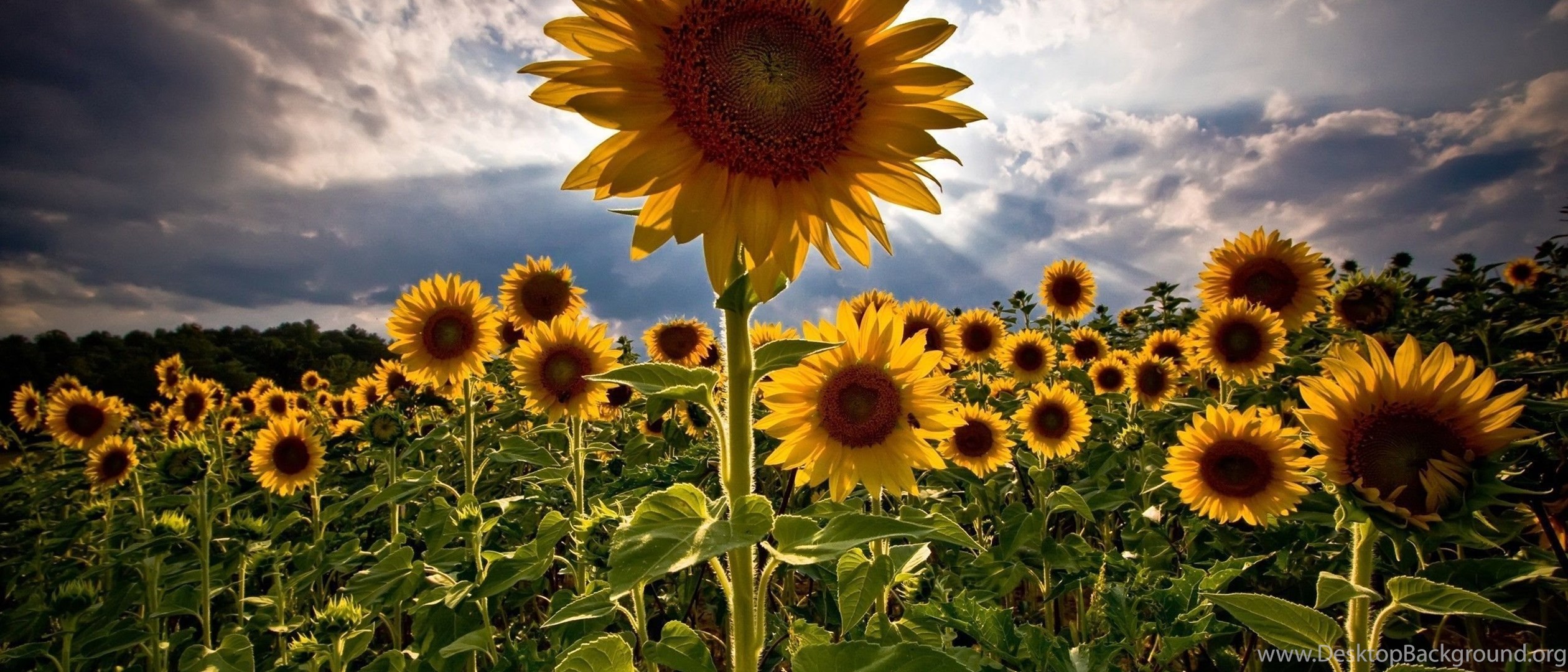 Download Sunflower Field Wallpapers Widescreen Wide 21:9 2520x1080 Desktop ...