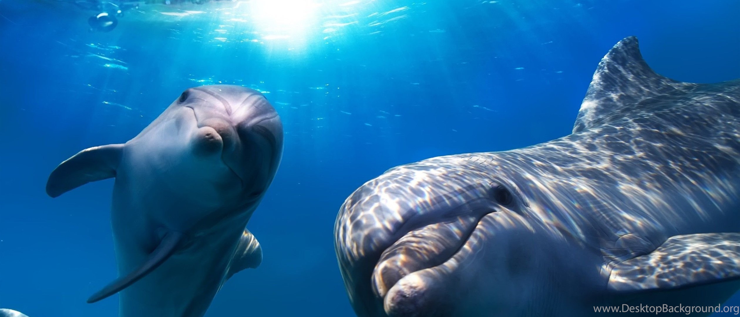 Animal deep. Подводный мир дельфины фото. Дельфин под водой. Дельфины фото высокого разрешения. Дельфиний взгляд.