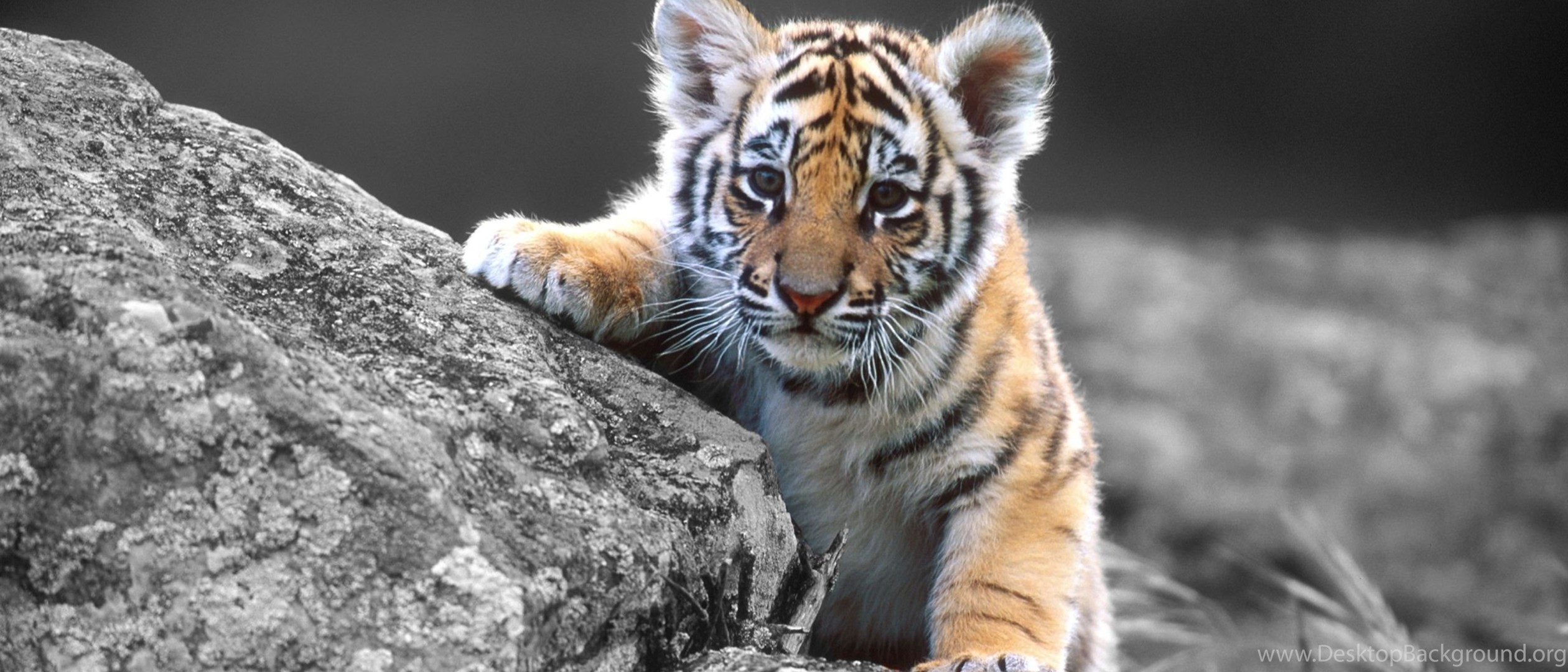 Закачать ее на телефон. Бейби Тайгер. Тигр Тигрович. Красивый тигр. Тигр обои.