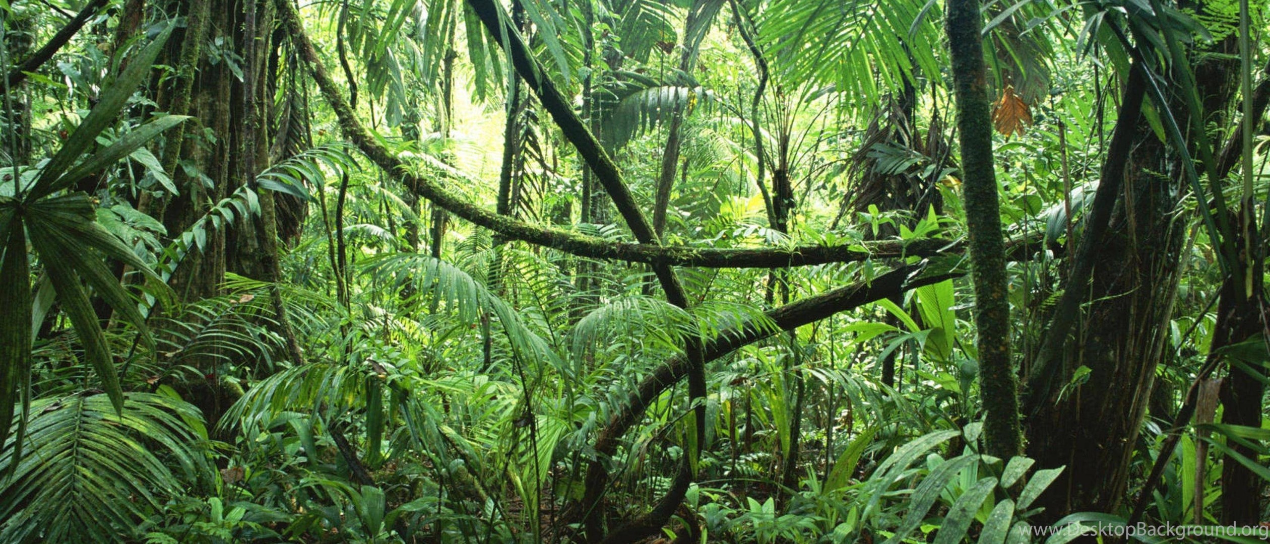 Экваториальные леса признаки. Экваториальные джунгли Конго. Ротанговая Пальма. Глубокие тропические джунгли Юго-Восточной Азии. Экваториальный лес растения.