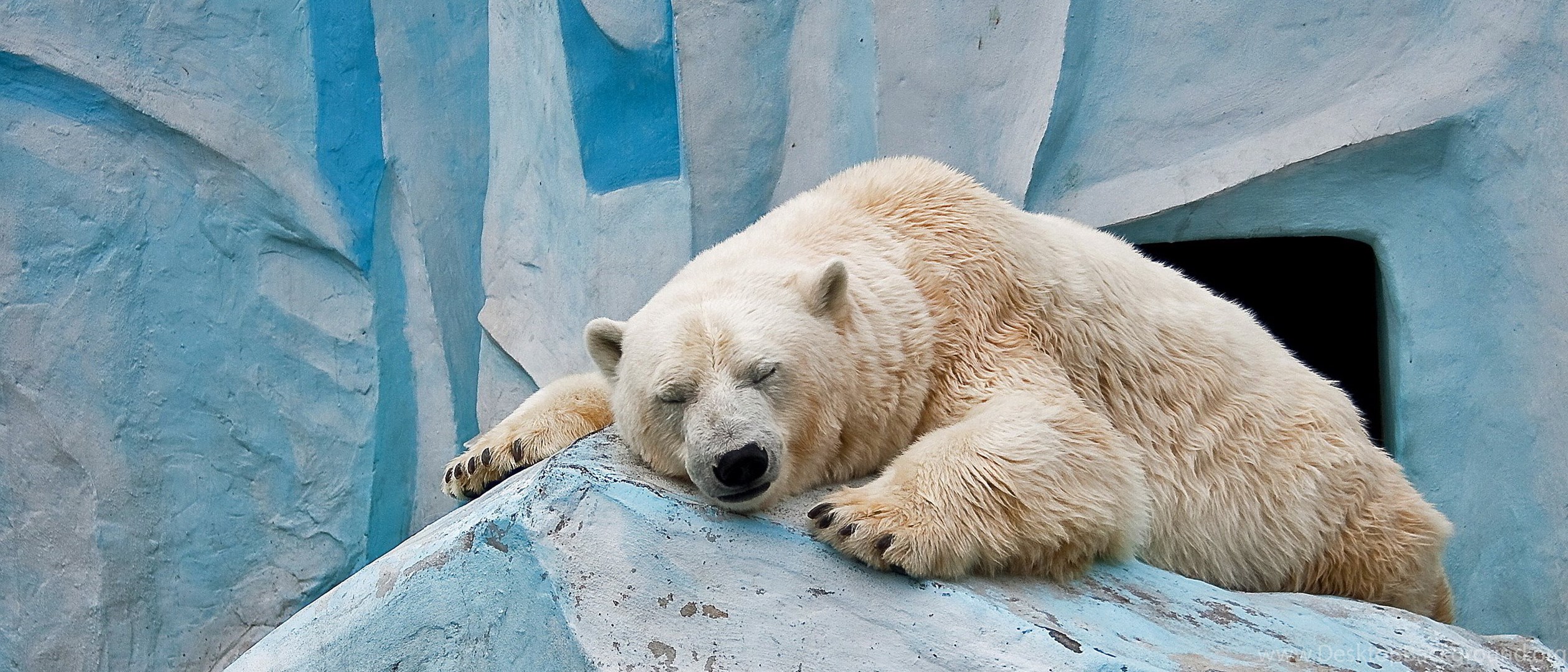 К чему снится много медведей. Спящий медведь. Медведь лежит. Белый медведь лежит.