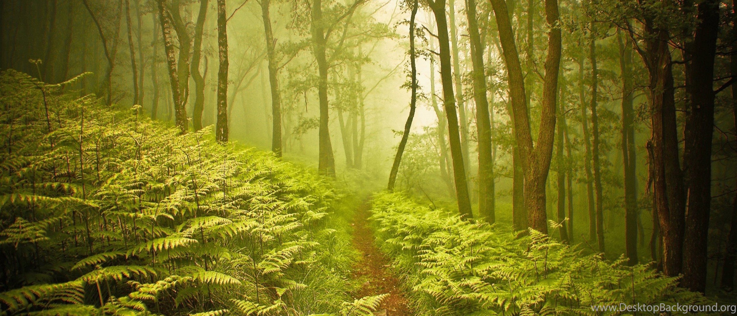 Path s. Красивые леса. Прекрасный лес. Лес фон. Тропинка в лесу.