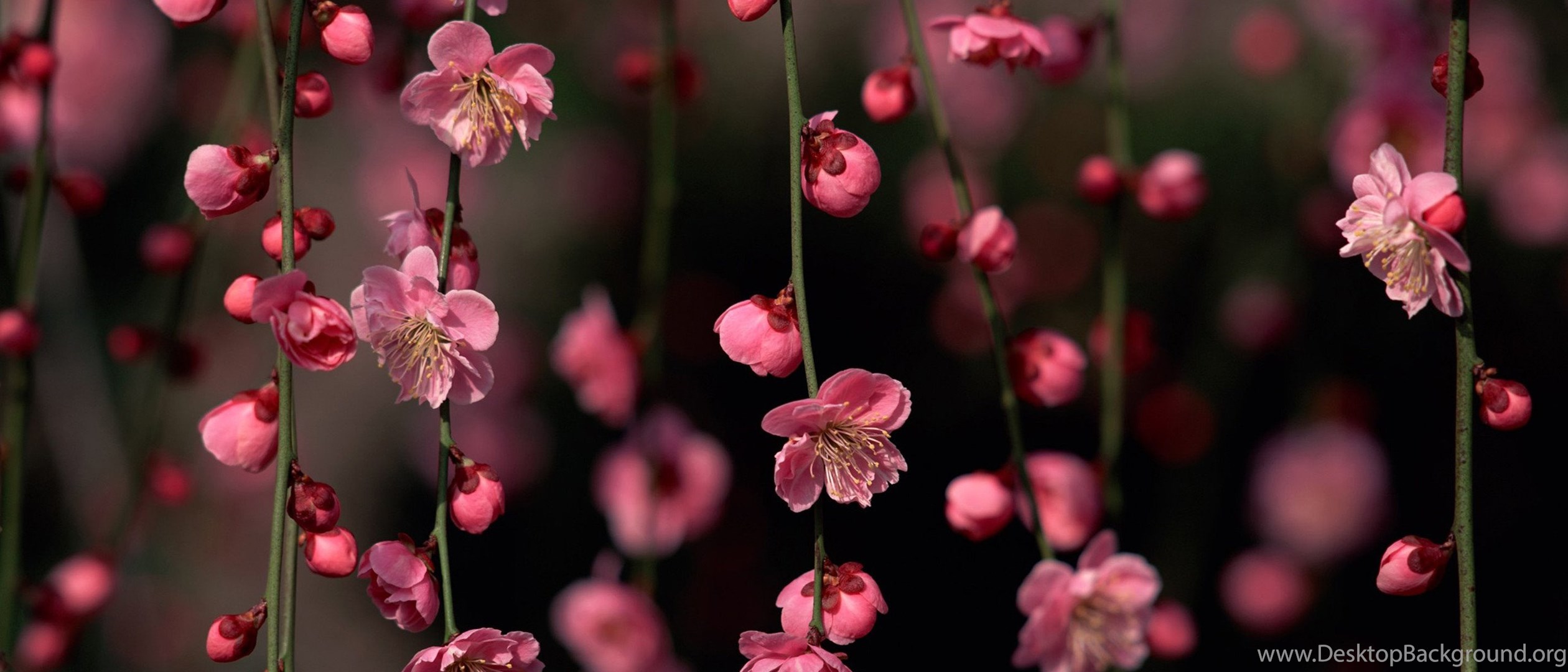 Download Spring Flowers Windows 8 And 8.1 Wallpapers Widescreen Wide 21:9 2...