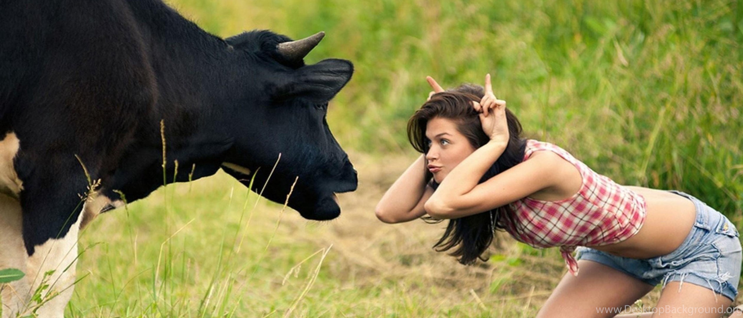 Телка 1 раз. Фотосессия с коровой. Женщина корова. Телка корова. Забавные девушки.
