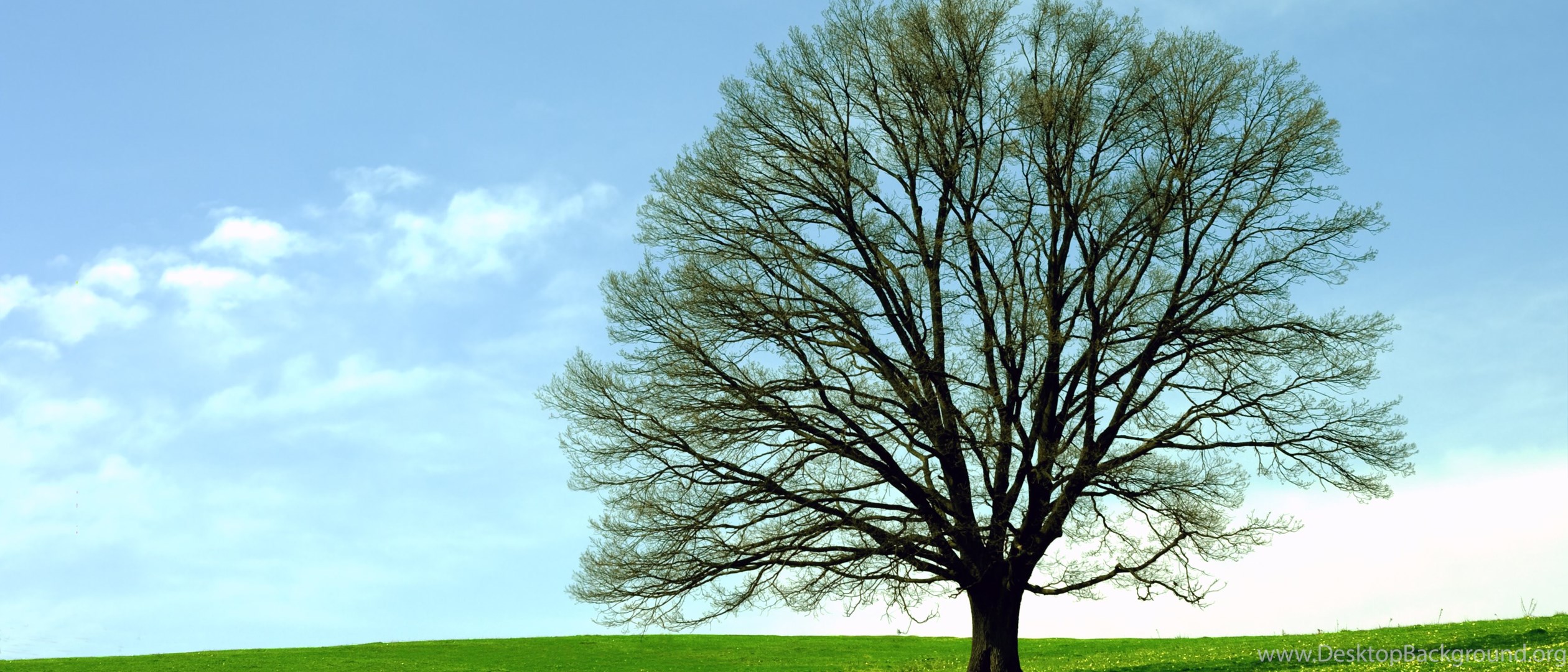 Tree is shown below