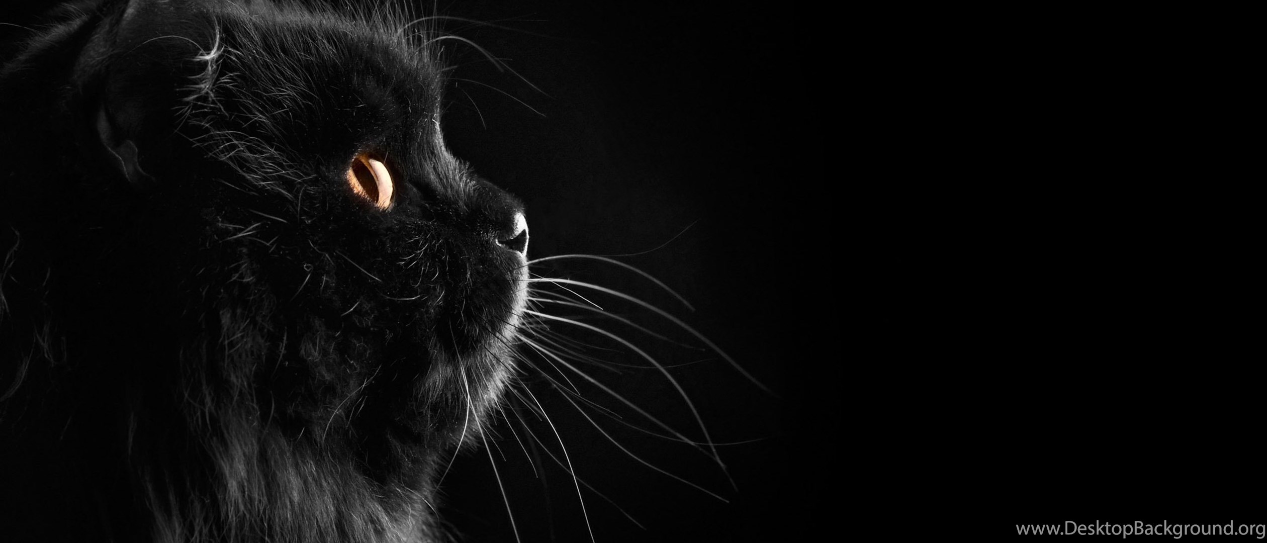 Черная картинка. Темные обои. Черный фон. Красивые черные картинки. Кошачьи усы на черном фоне.