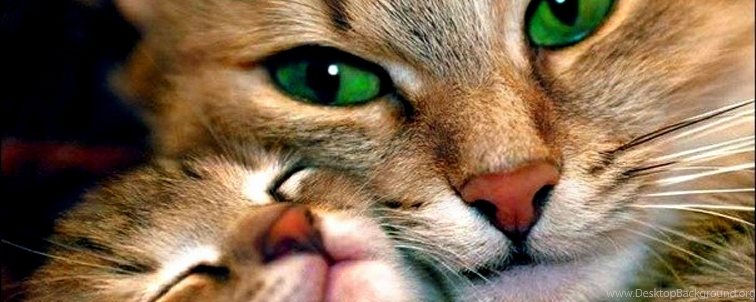 Песня малышка хочет ласки блестят красные глазки. Котики. Фото 1920 640 кошки. Cute Cat with Green Eyes. Котослов.