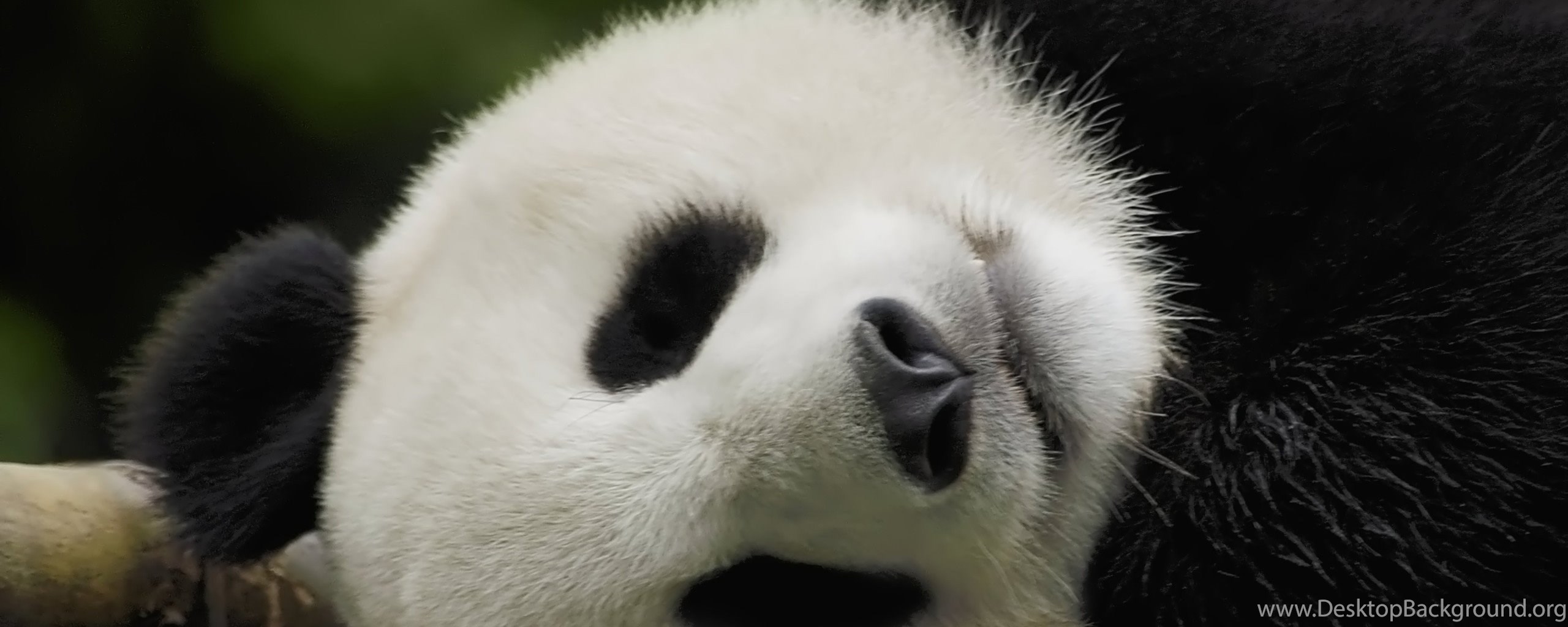 Панда без кругов. Панда без пятен. Панда без черных кругов. Панда без пятен вокруг глаз. Панда без черных кругов под глазами.