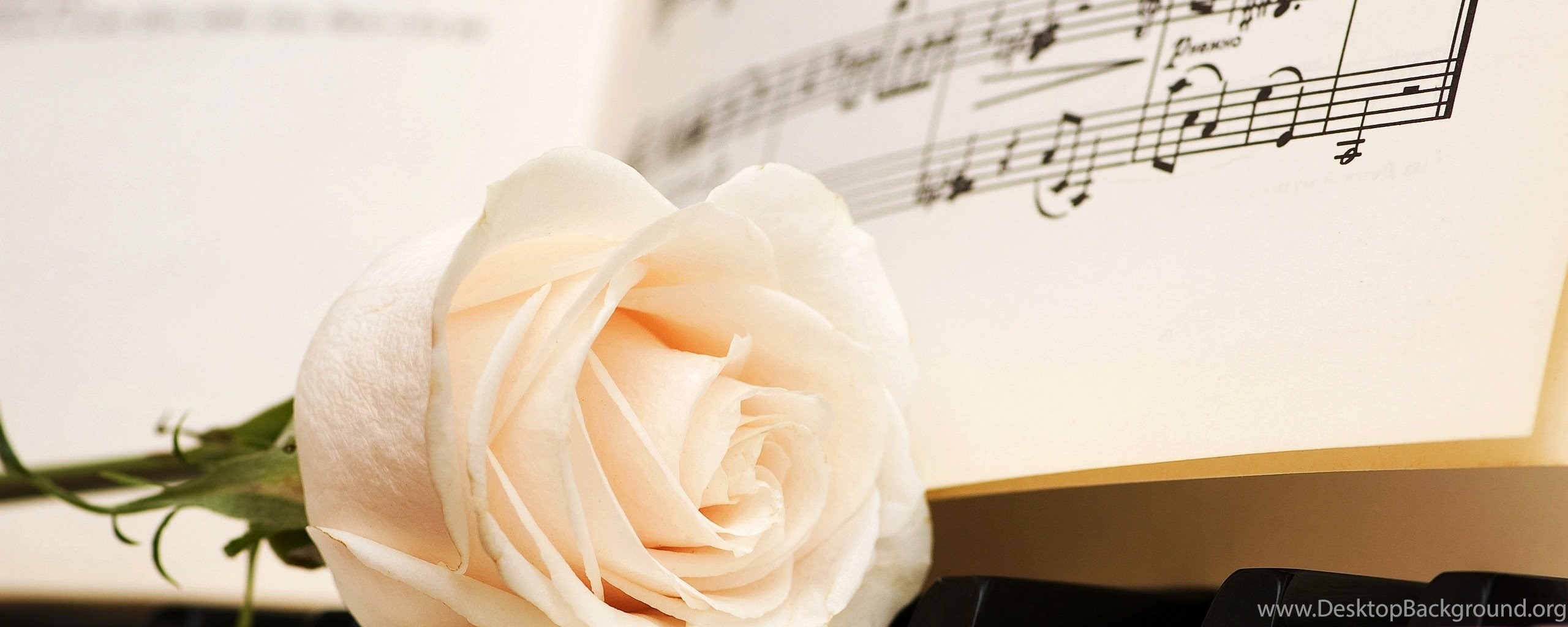 Ты так проникновенно исполняешь романсы. Букет Ноты. Ноты и цветы. Цветы на пианино. Красивый фон с нотами и цветами.