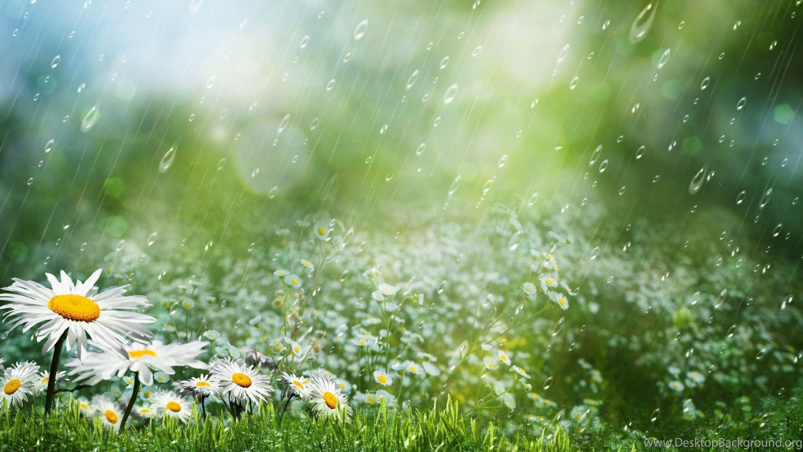 Summer Rain  HD Wallpaper Summer Rain  Images  New 