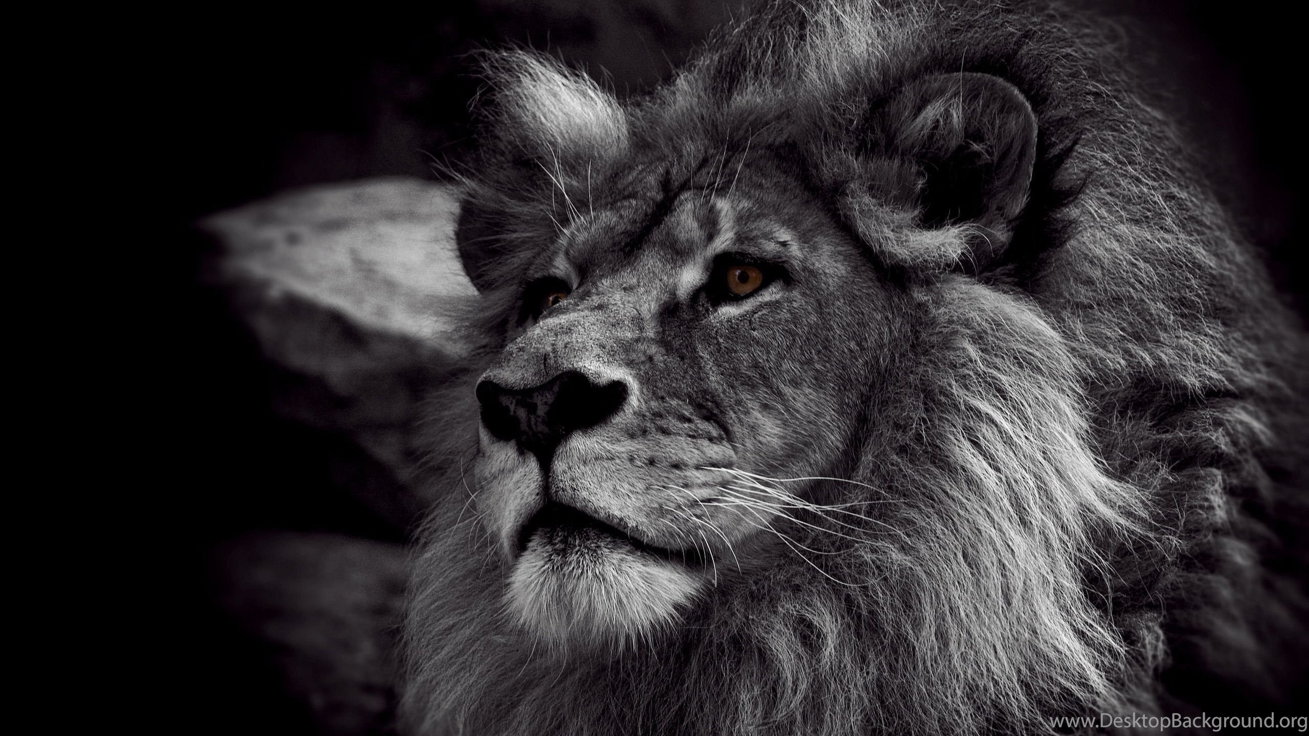 Top Black Lion Wallpaper Images For Pinterest Desktop Background