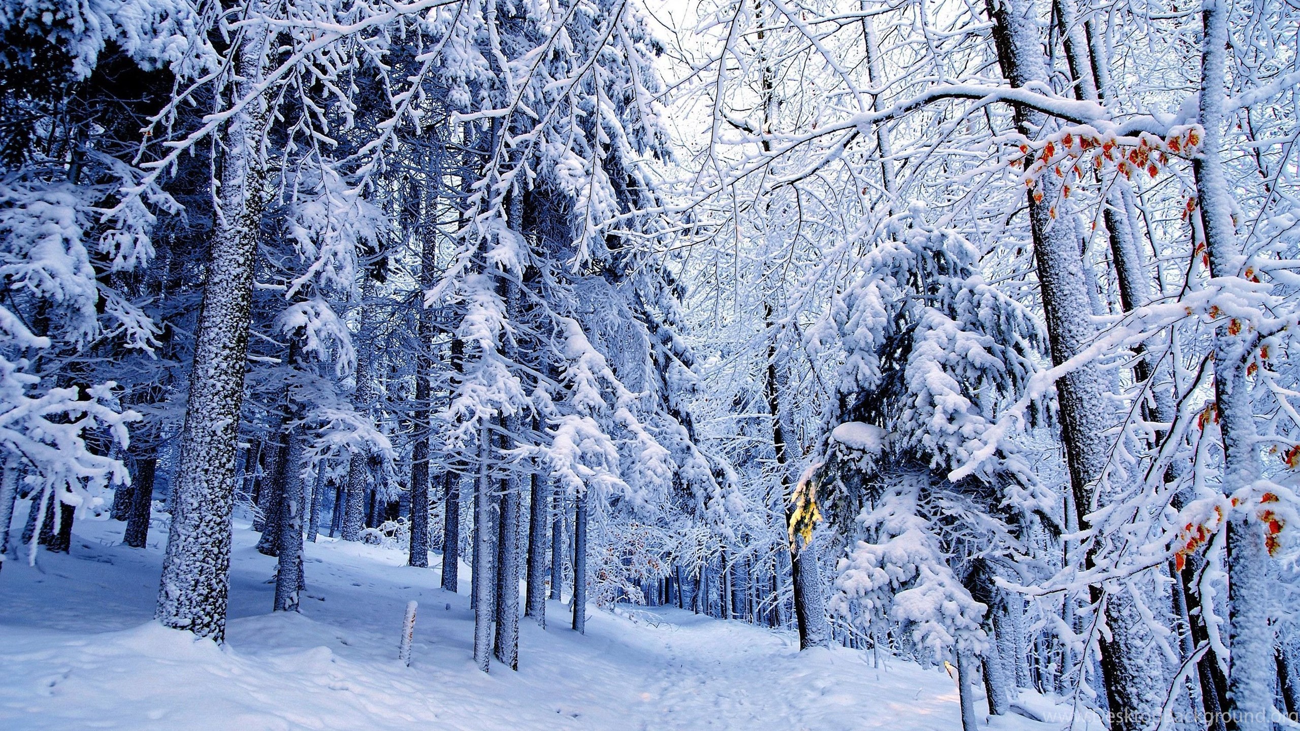 Blue Snowy Forest Wallpapers Desktop Background