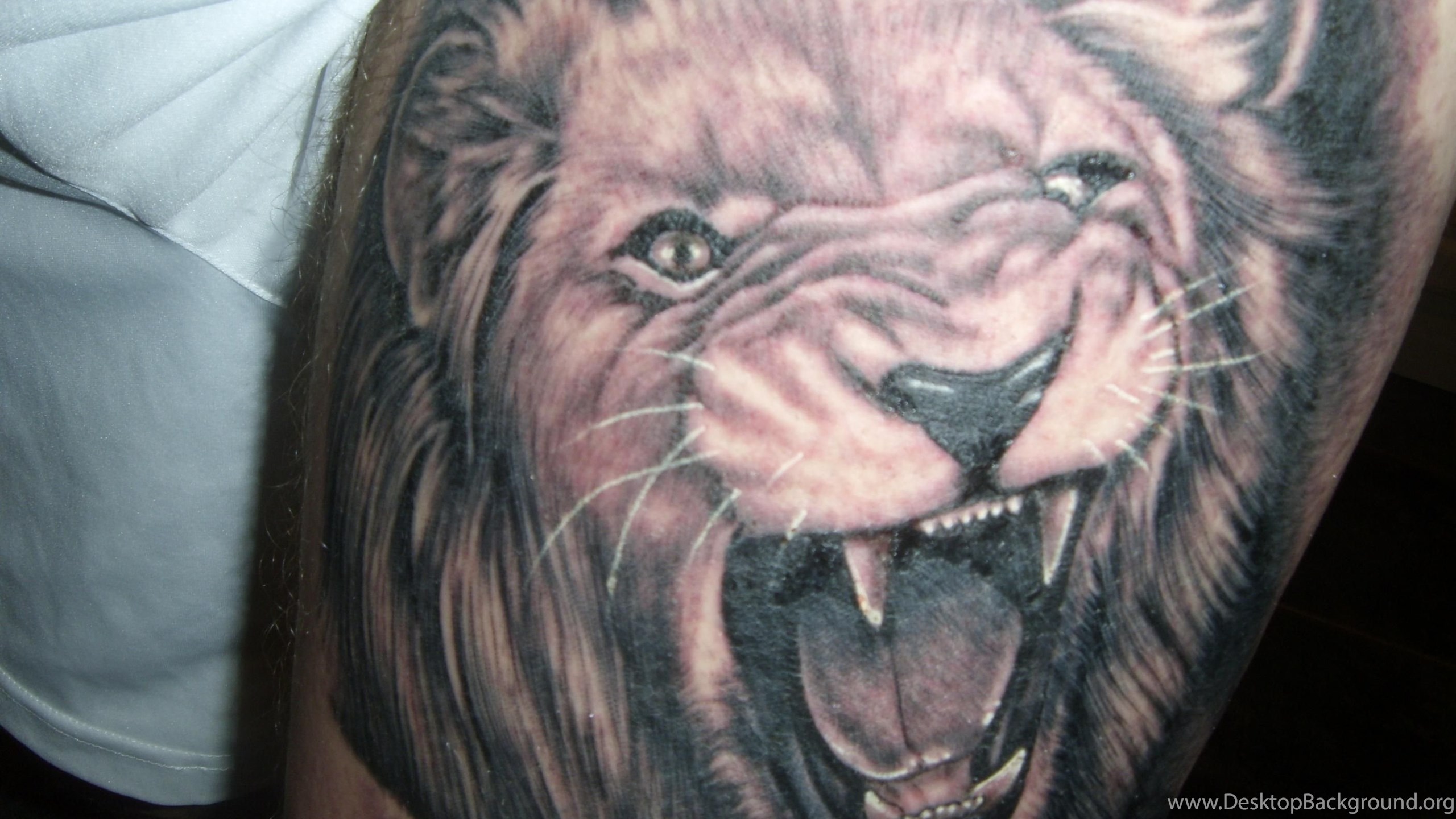 Pin by TonyOB on Cats | Lion tattoo, Lion tattoo design, Lion pictures