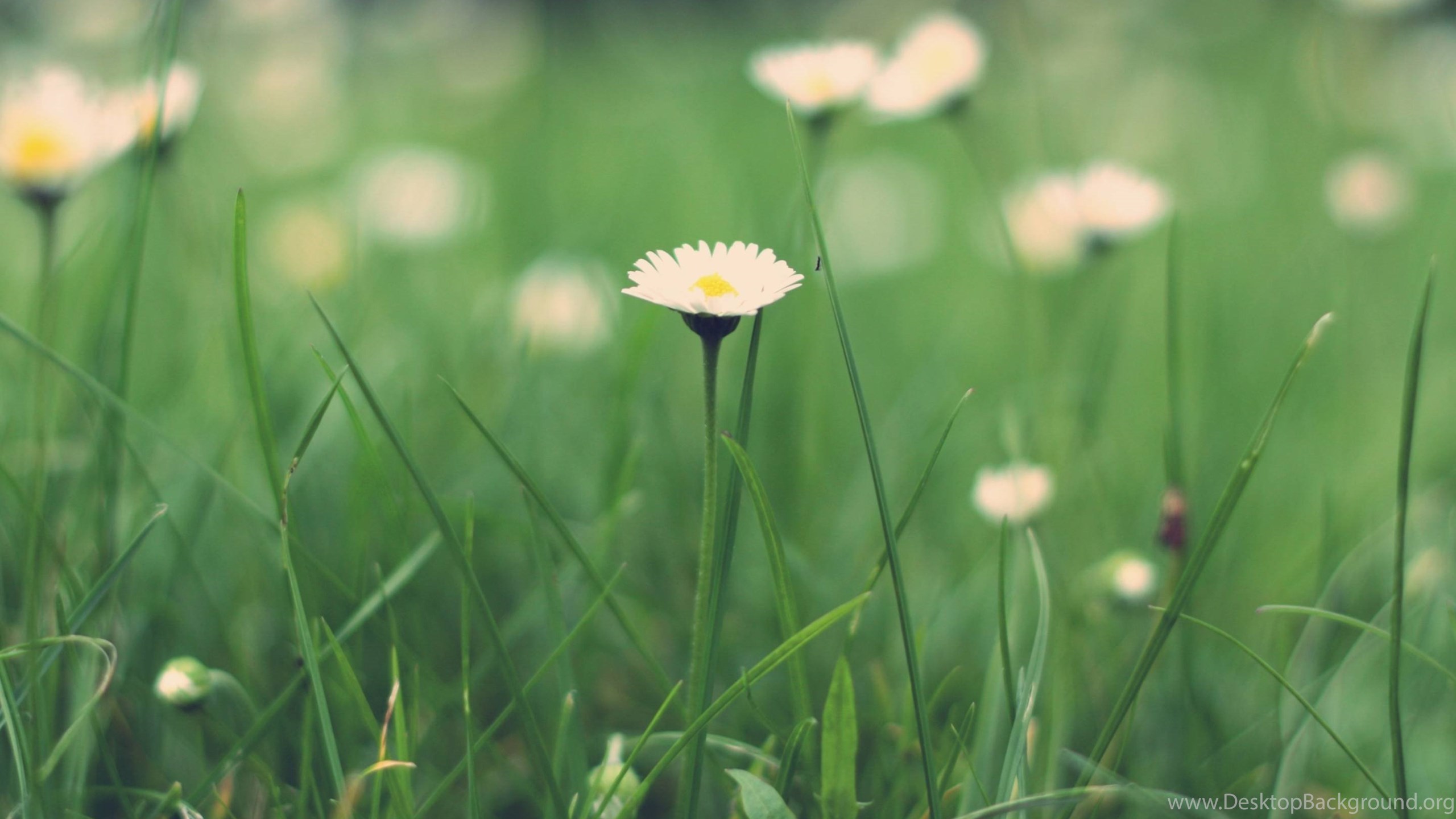 Spring Daisy Flower Macbook Pro Wallpapers Hd Wallpapers At