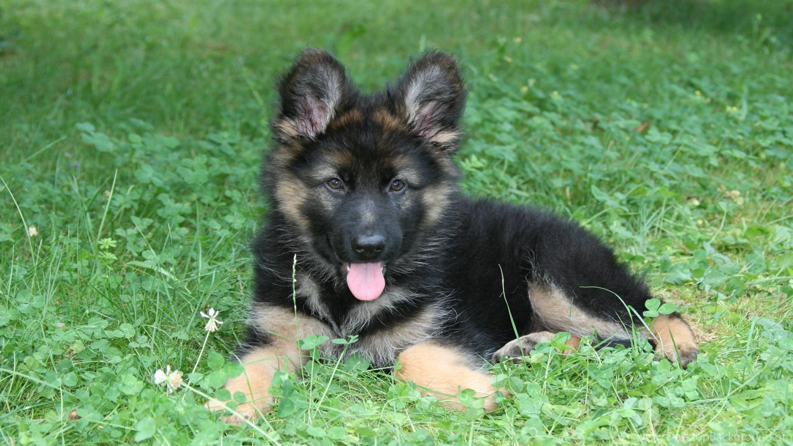 Покажи щенков овчарки. Шилонская овчарка Shiloh Shepherd. Восточно-европейская овчарка длинношерстная. Восточно-европейская овчарка черная длинношерстная. Восточноевропейская овчарка длинношерстная.