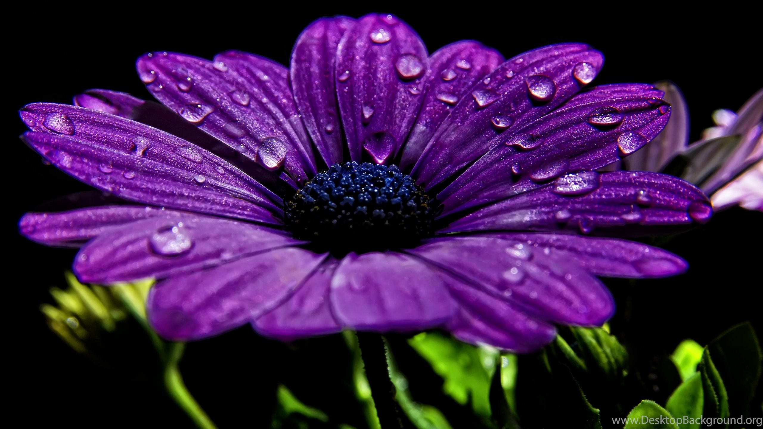 Dark Purple Flower Wallpaper – Beautiful Flower Arrangements and Flower