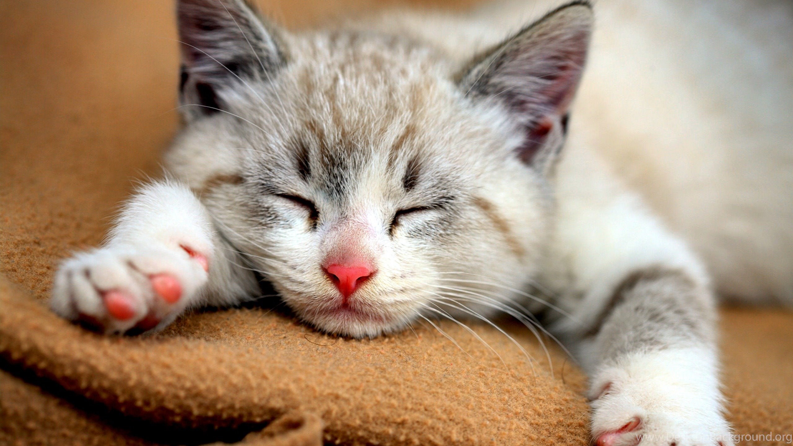 Cute Cat Wallpapers Desktop Background