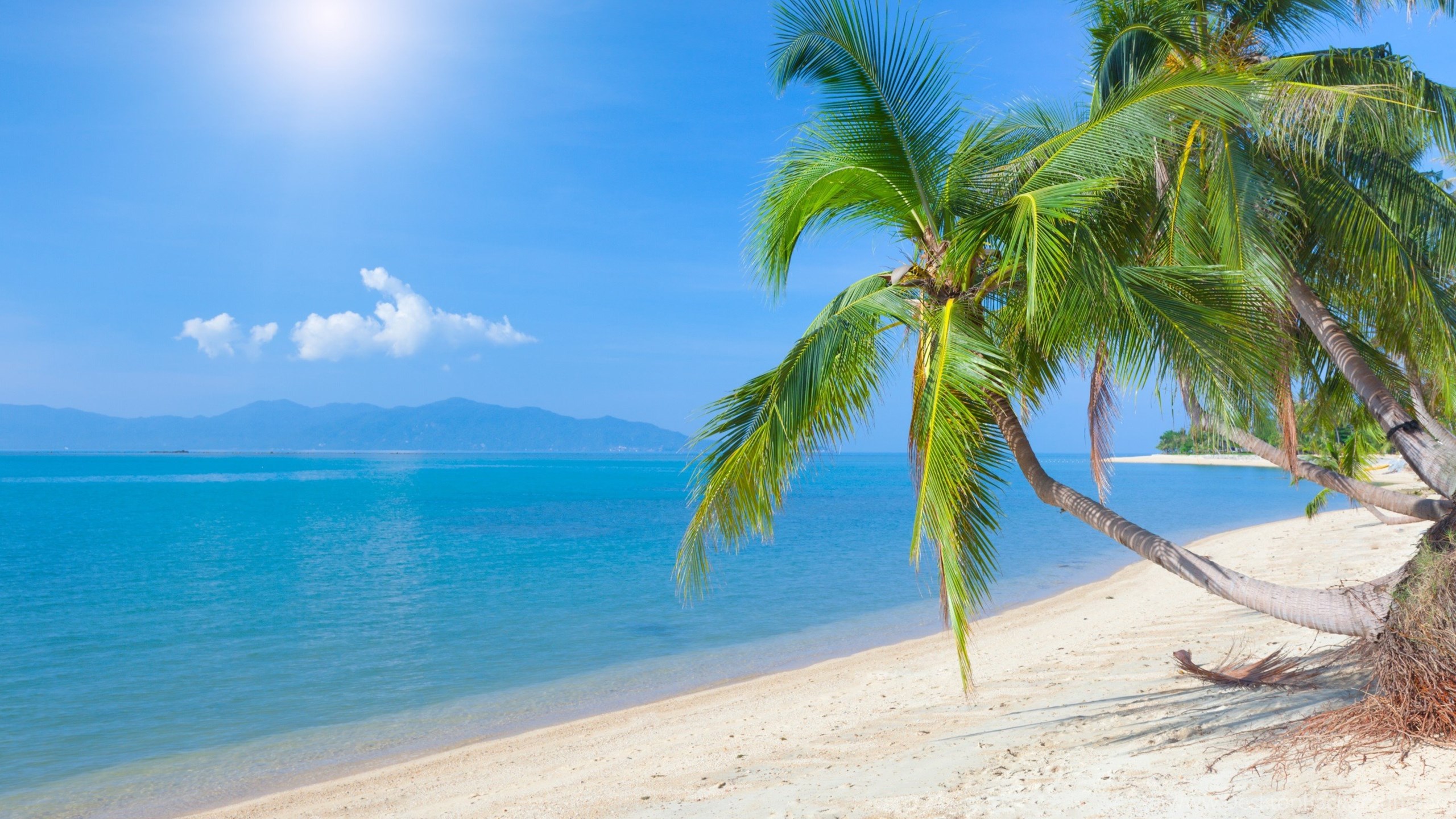Coconut Tree Beautiful HD Wallpapers And Images Desktop Background