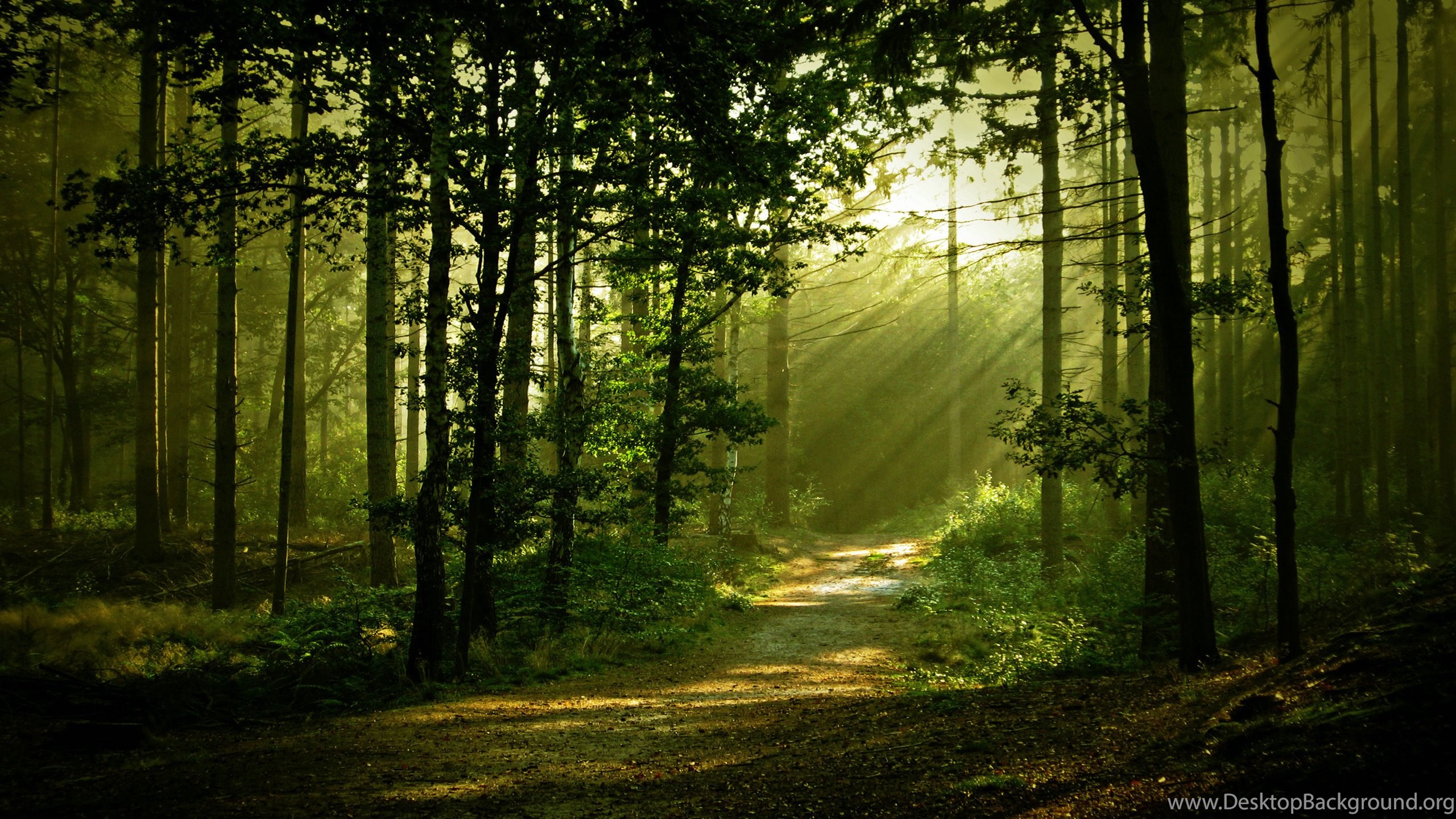 14 Morning Forest Scenery Hd Wallpapers Forest Scenery 14 Morning Forest Scenery Hd Wallpapers Forest Scenery