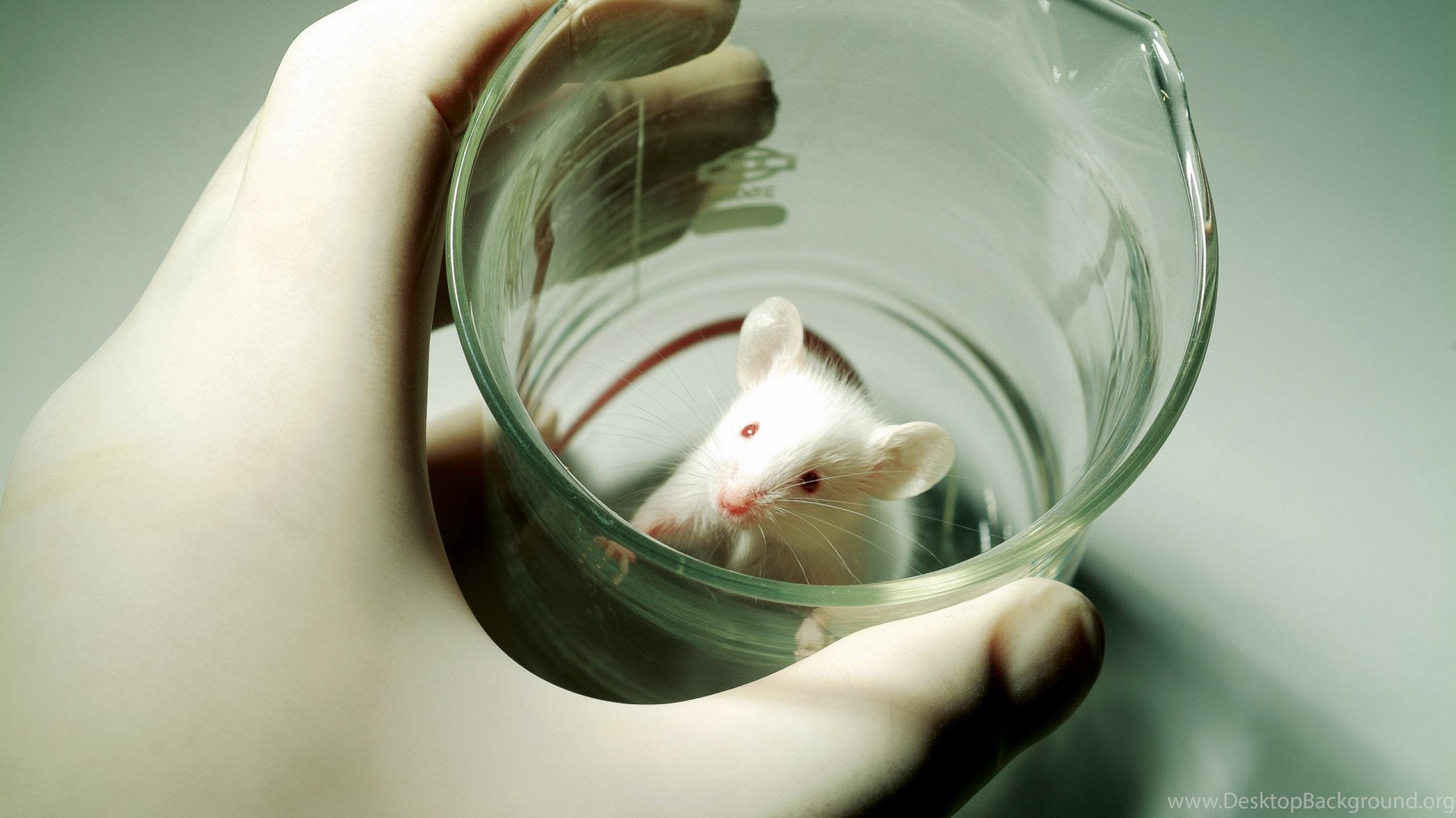 Мышь в воде. Исследования на мышах. Опыты на лабораторных животных. Эксперимент с мышами. Опыты на мышах.
