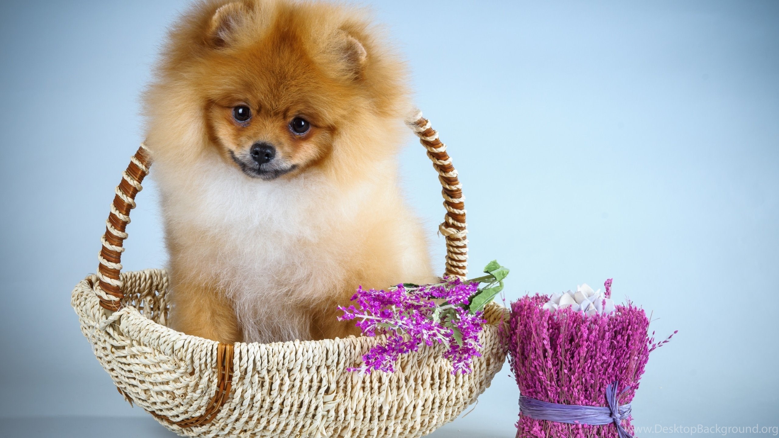 Dogs Cute  Blue  Pink Flower Dog Sweet Animal  Pomeranian 