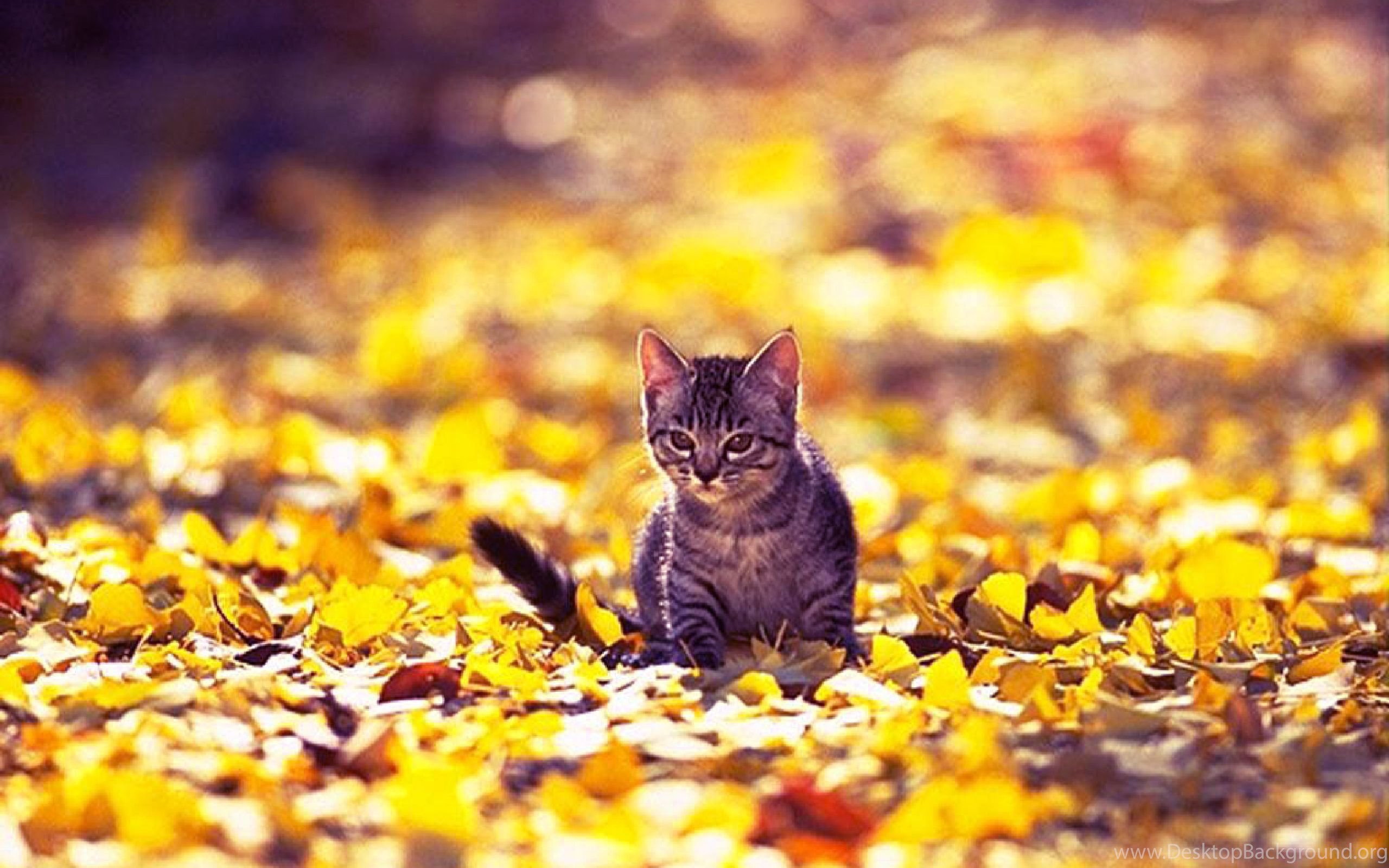 Осенние котики. Кошка осень. Котики осенью. Осенний котенок. Кошка в осенней листве.