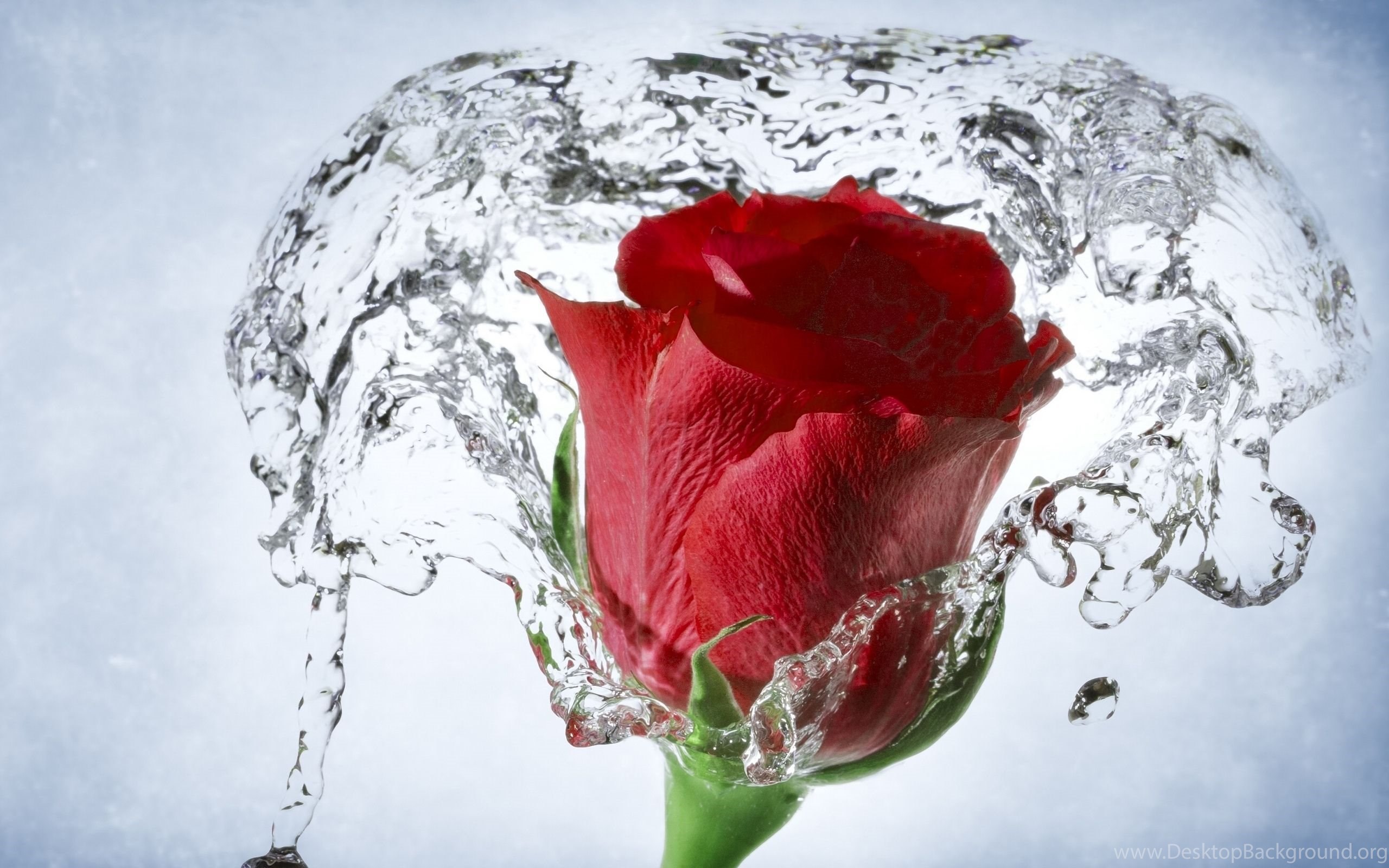 Розы в горячую воду. Телевизор Ssmart 32fsv22 Linux COOLITA. Цветы во льду. Живые розы.