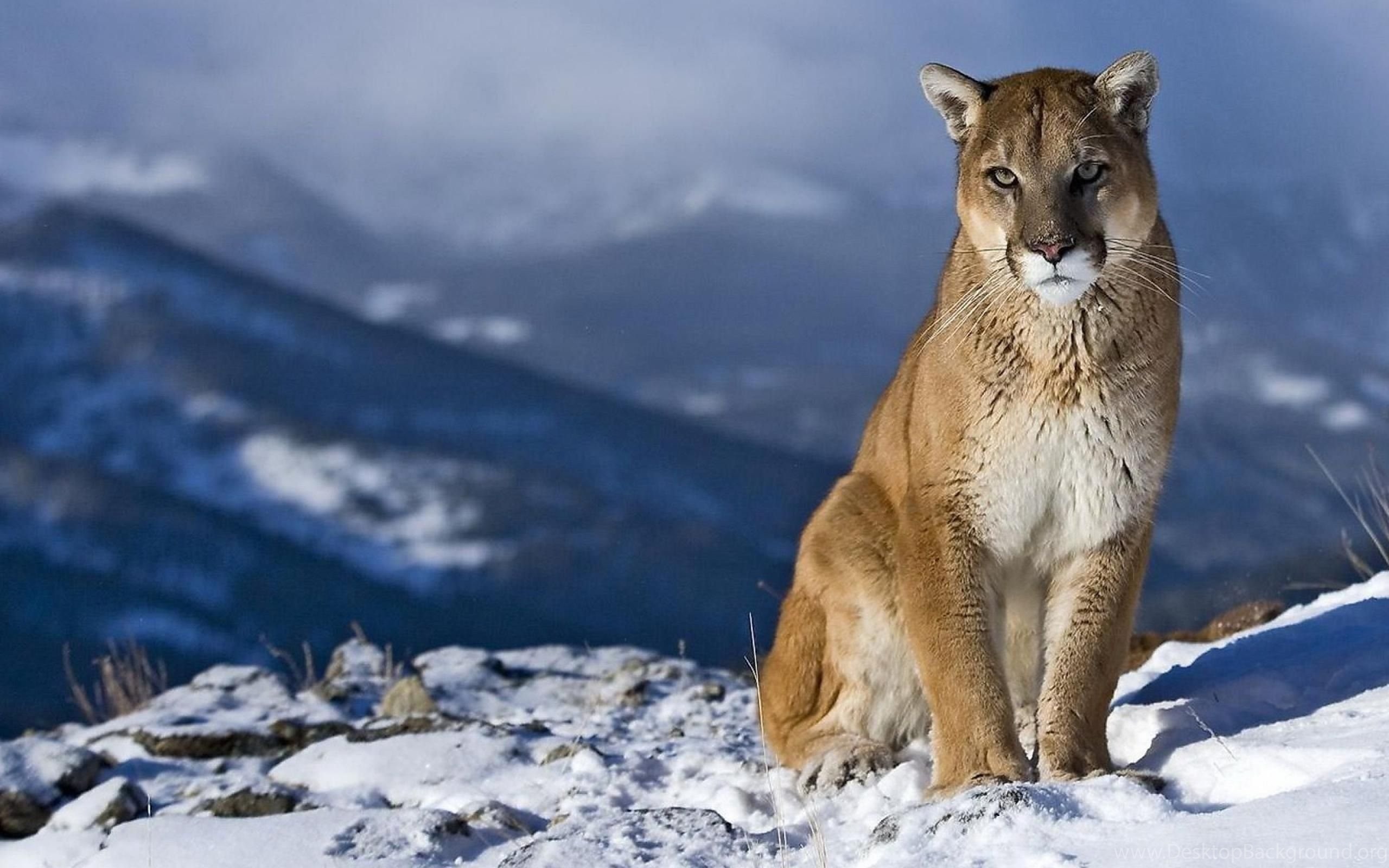 Blonde cougar. Канадская Пума. Североамериканская Пума. Пума горный Лев. Кавказская Пума.