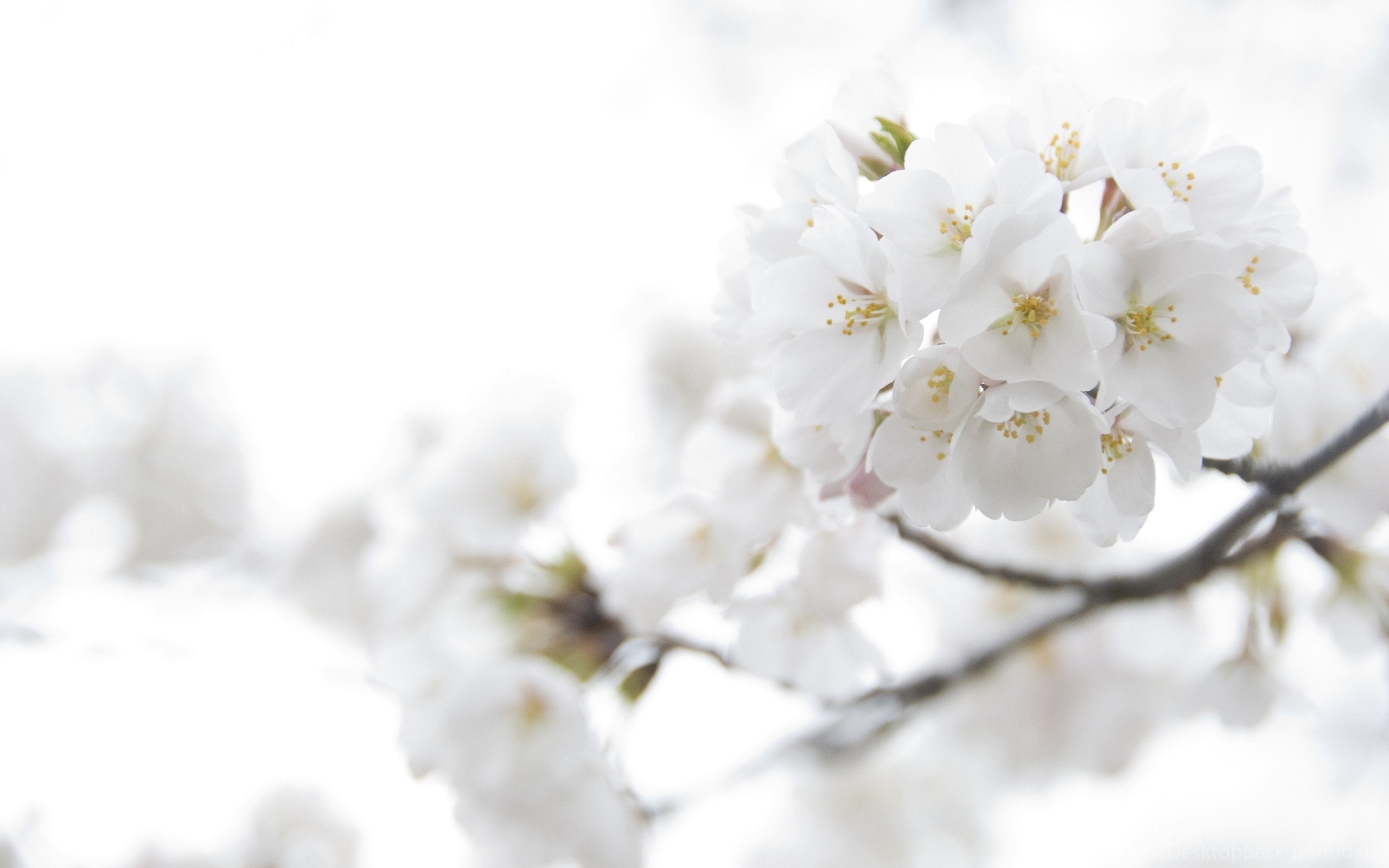 White blossoms. Весенний фон. Белые цветы. Весенние цветы. Цветущая вишня.