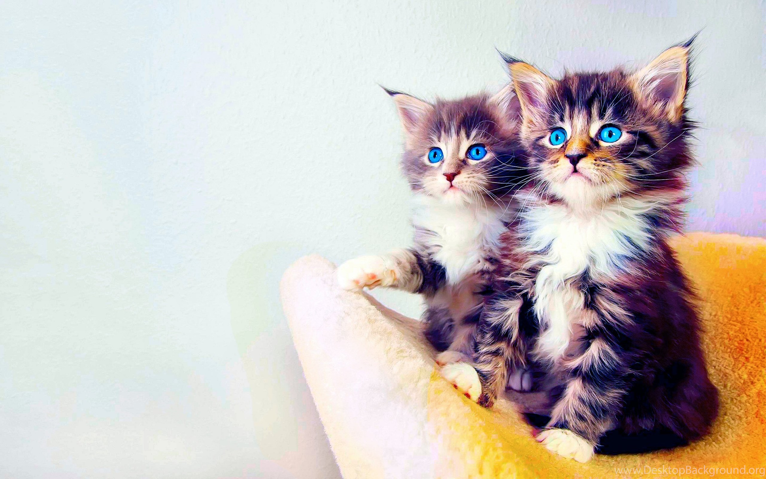 Kittens Kitten Cat Cats Baby Cute S Wallpapers Desktop Background