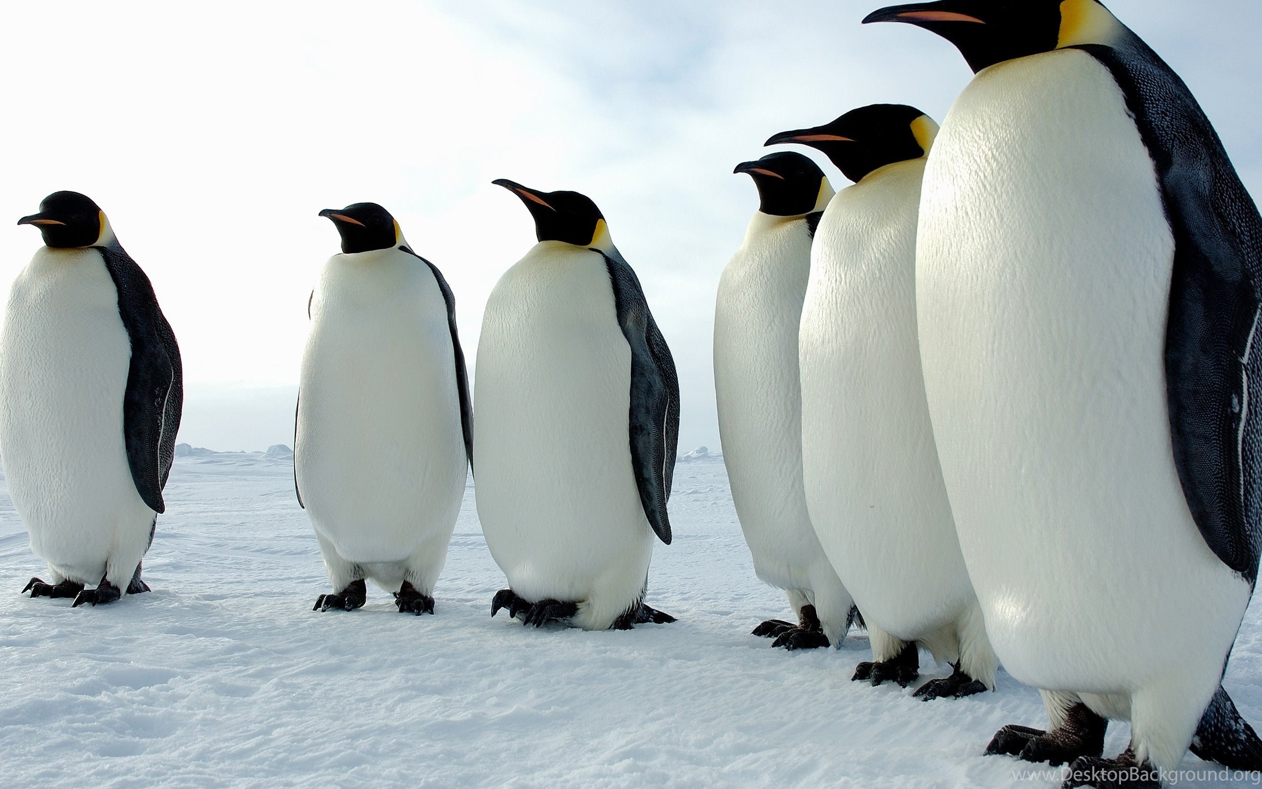 Императорский пингвин чемпион по нырянию среди пингвинов. Пингвины. Пингвин птица. Императорский Пингвин фото. Животные Антарктиды.