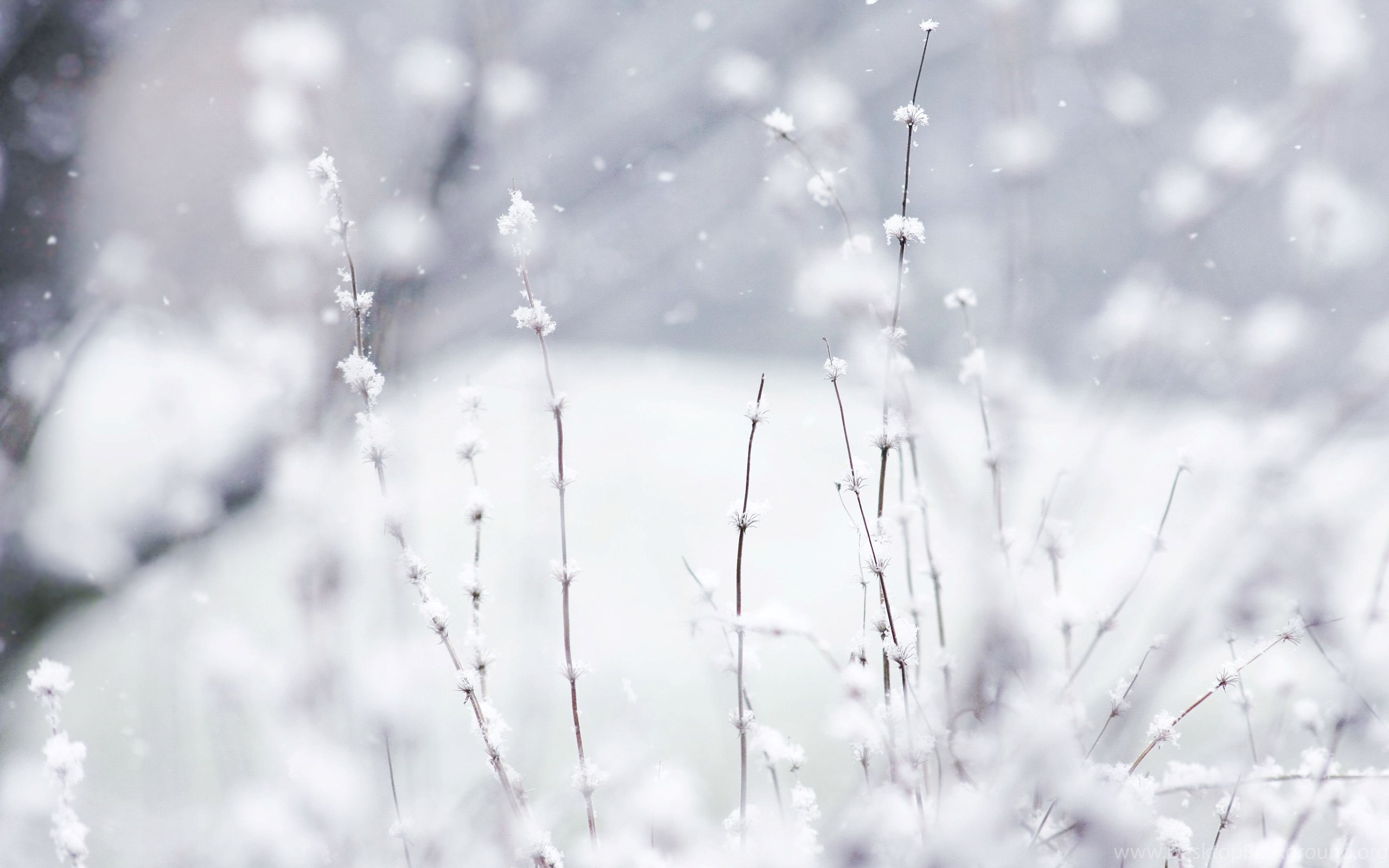 Cute Winter Wallpapers For Android Desktop Background