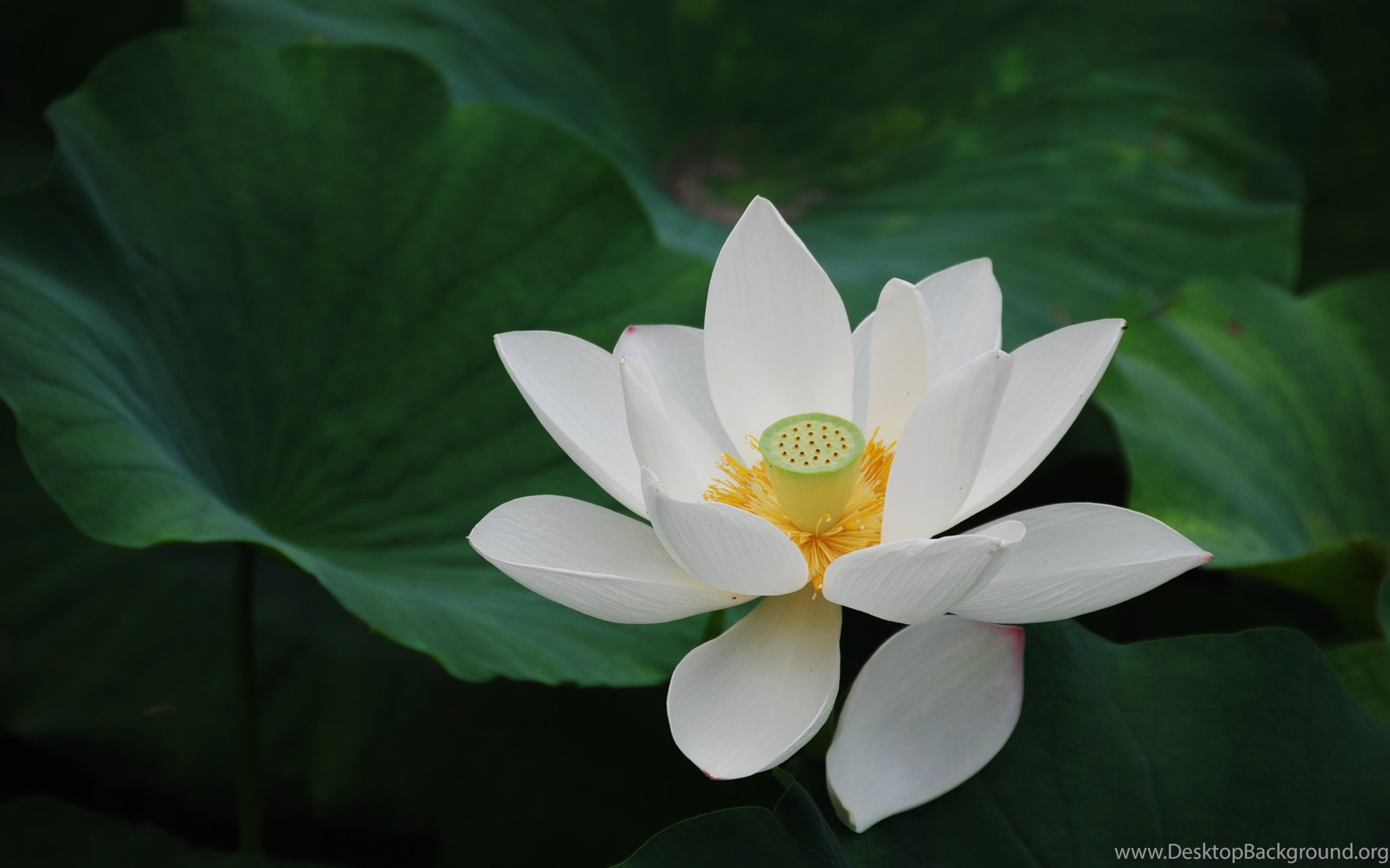 White Lotus Flower Wallpapers 90, Lotus Flower Pictures & Images