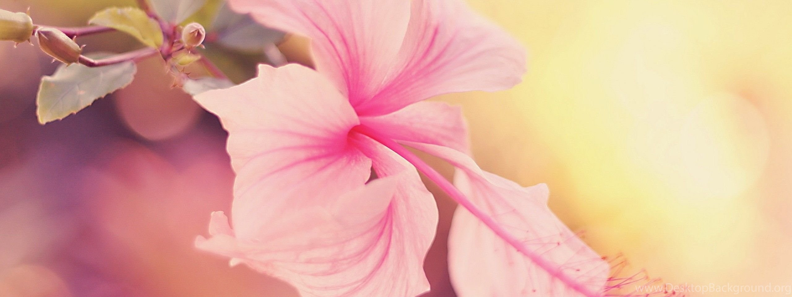 Download Hibiscus Wallpapers Hd 4406 1920x1200 Px High Resolution Images, Photos, Reviews