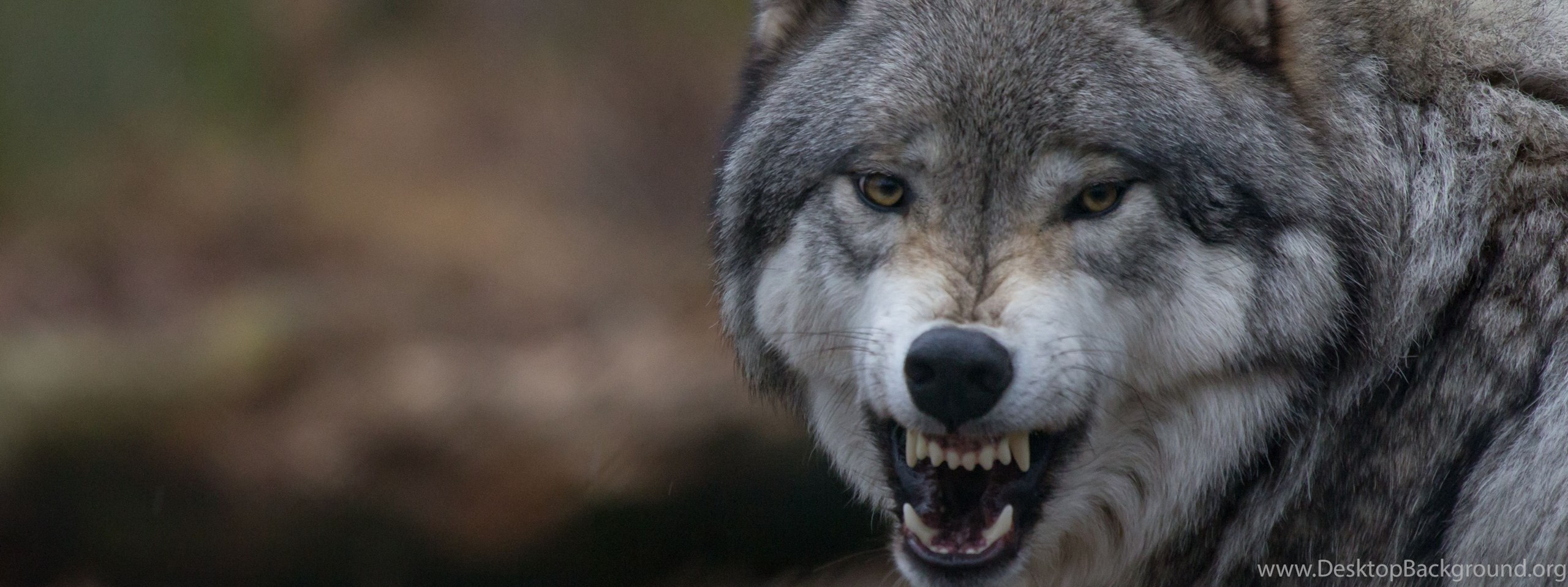 Сонник нападающий волк. Волк. Крутые фото волка. Волк восхищается.