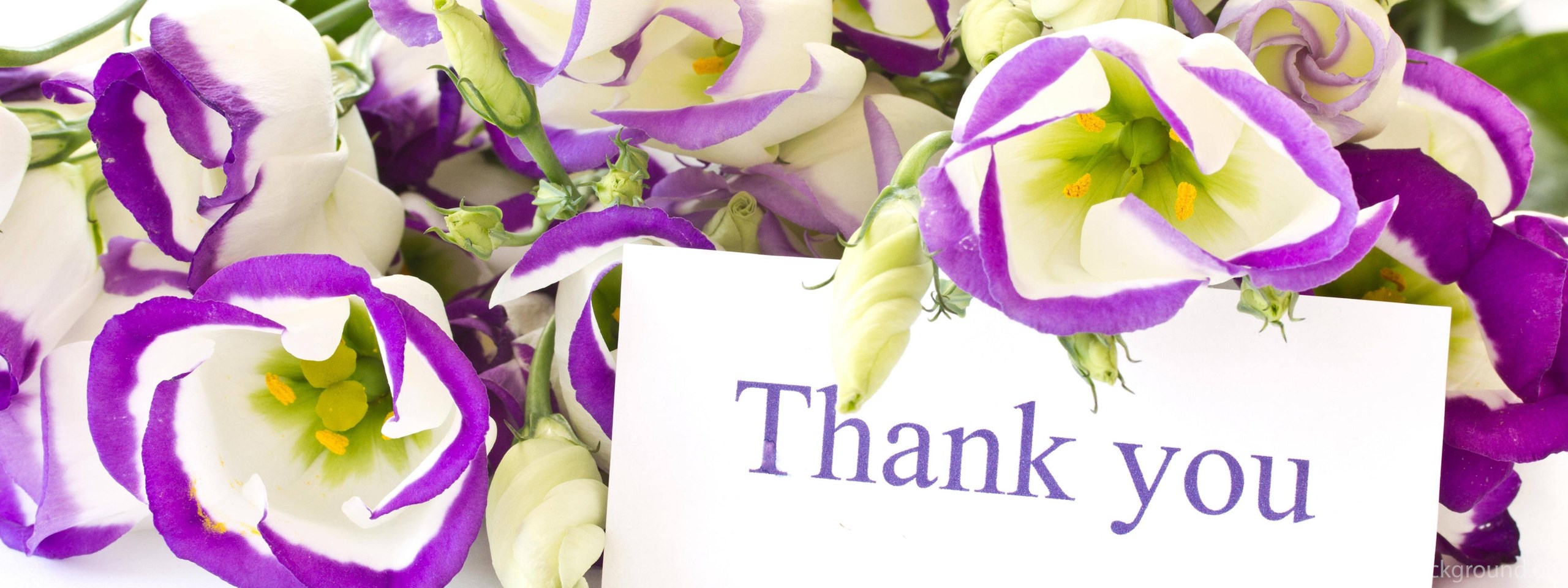 Thanks meaning. Thank you Flowers. Thank you with Flower. Flowers to say thank you. Gratitude with Flowers.