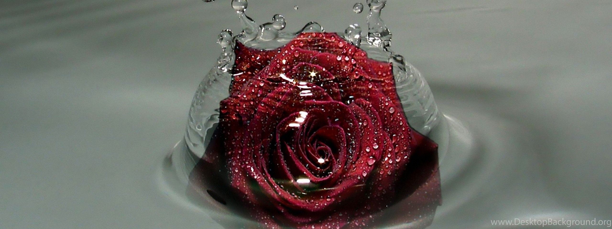 Игра проверь телефон розы. Розы в воде. Обои на телефон розы с капельками.