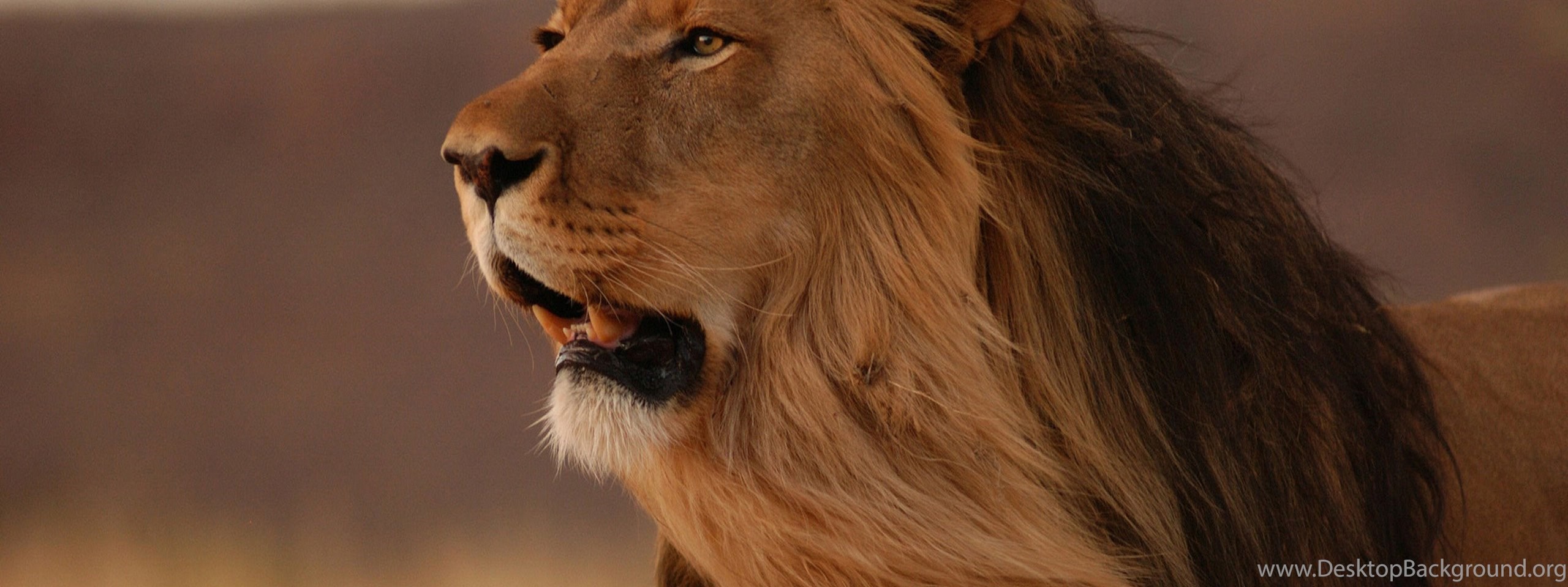 Angry Lion Wallpapers Hd Wallpapers Downloads Desktop Background