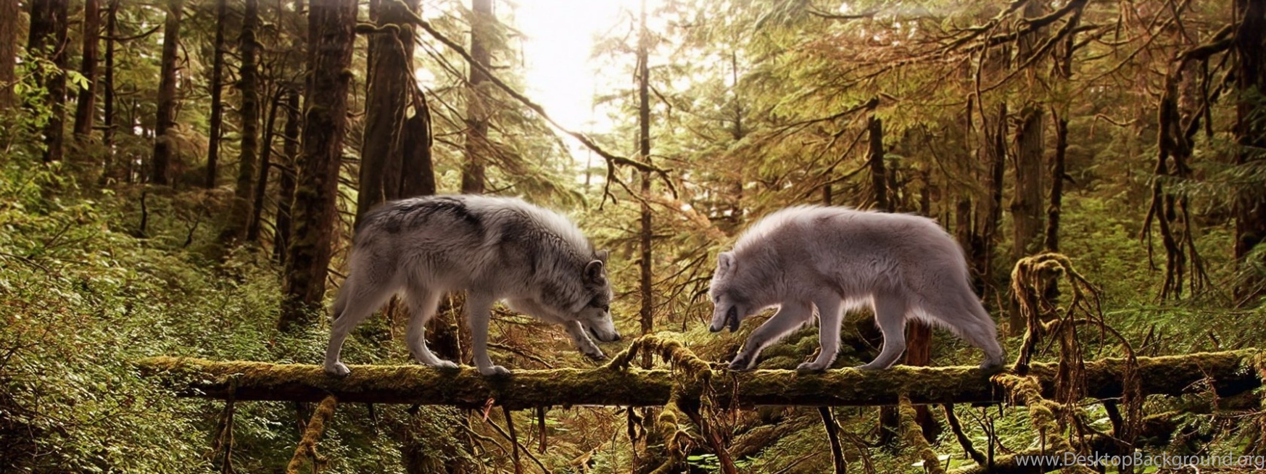 https://www.desktopbackground.org/download/2560x960/2014/06/20/781267_download-wallpapers-3840x2400-wolves-couple-forest-trees-trunk_3840x2400_h.jpg
