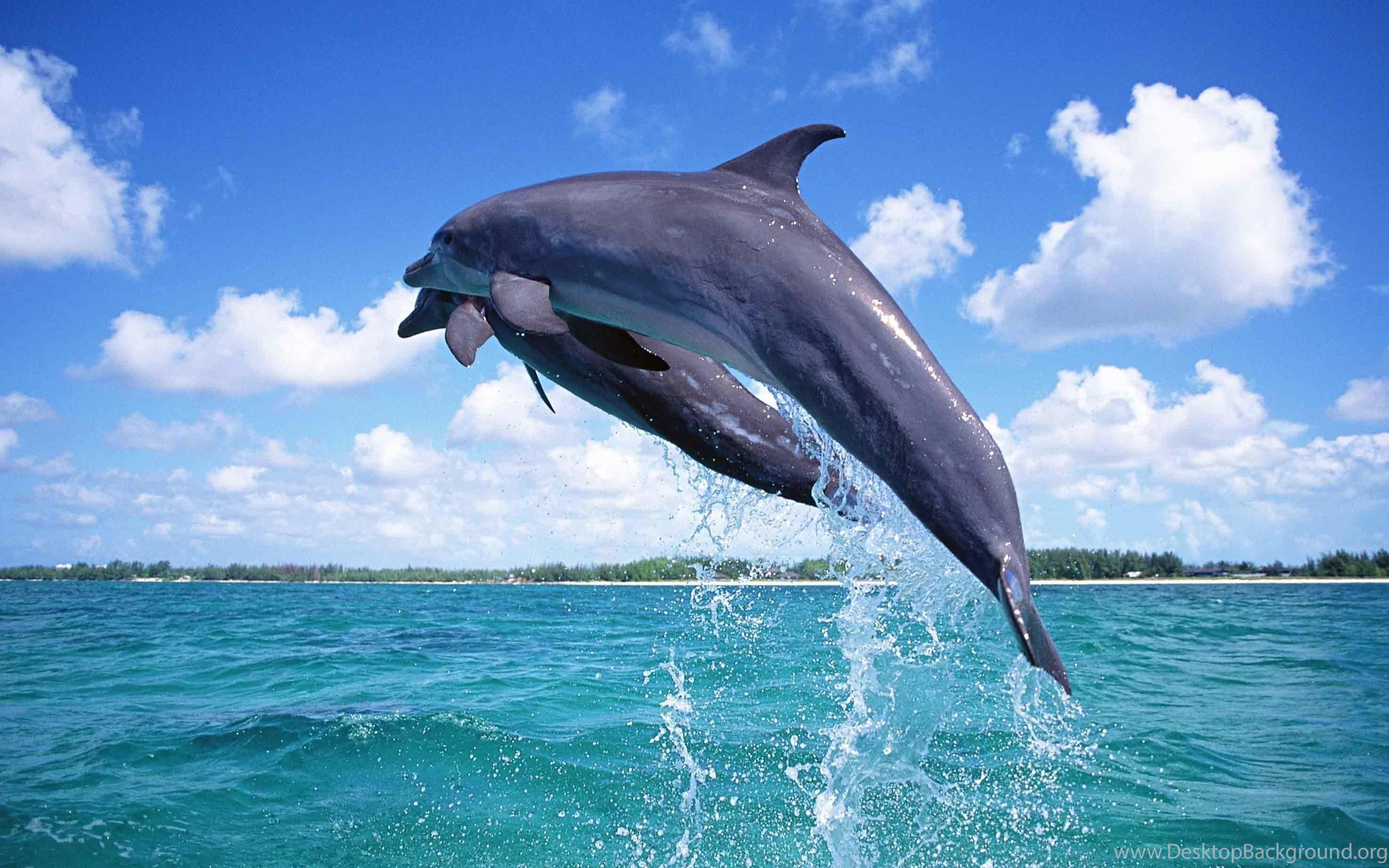 Дельфины живут в море. Дельфины. Дельфины в море. Дельфины картинки. Дельфин в море.