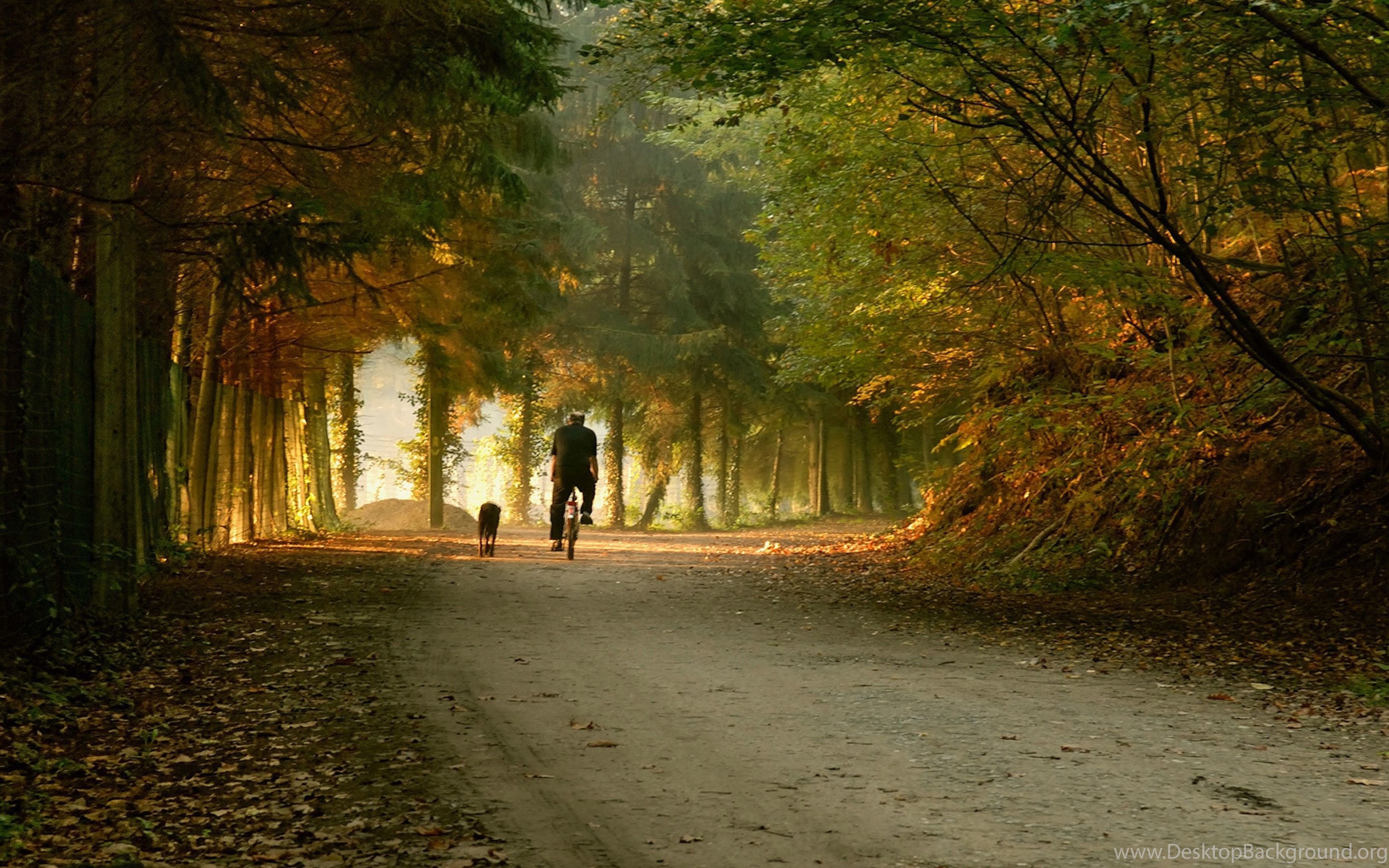 Гуляю в 4 утра. Природа. Осенняя дорога. Осень дорога парк. Прогулка в лесу.