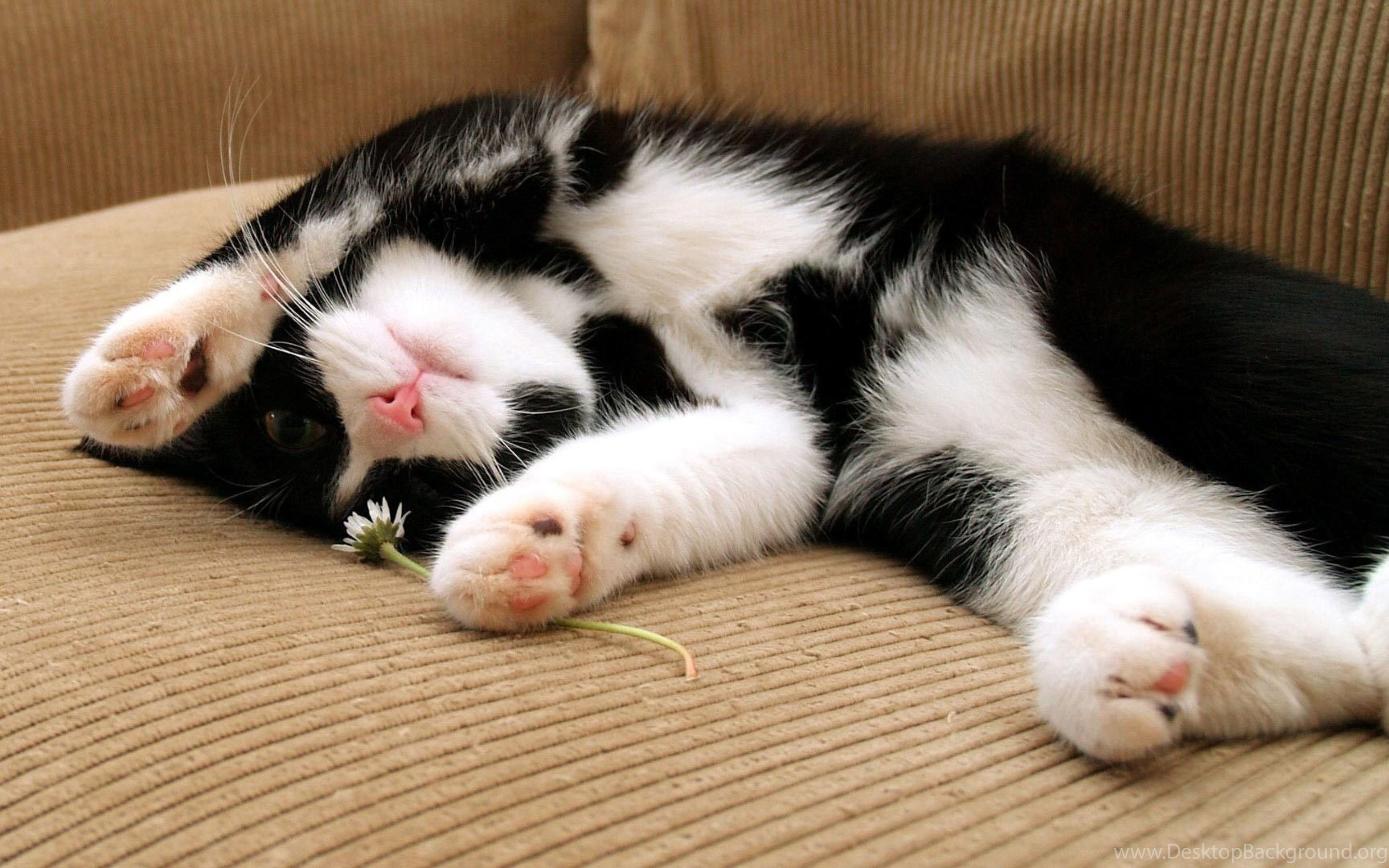 Animal dream. Спящие котята. Милый кот. Забавные кошки. Черно белый кот.